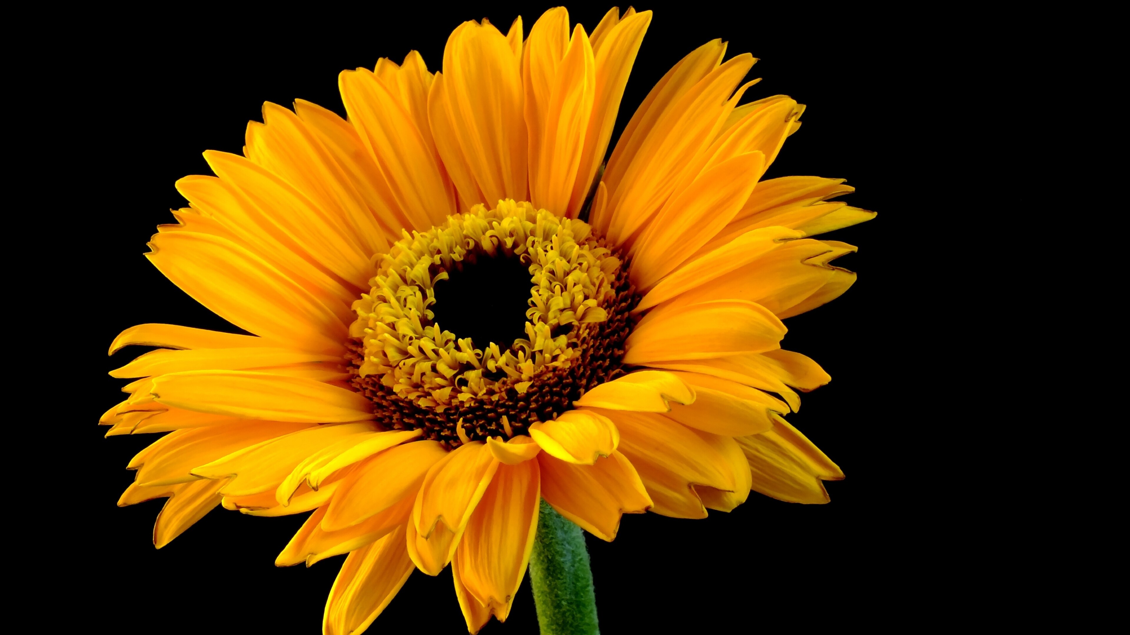 Sunflower: Iconic, easy-to-grow plants enjoyed by gardeners in every state, Annual plant. 3840x2160 4K Wallpaper.