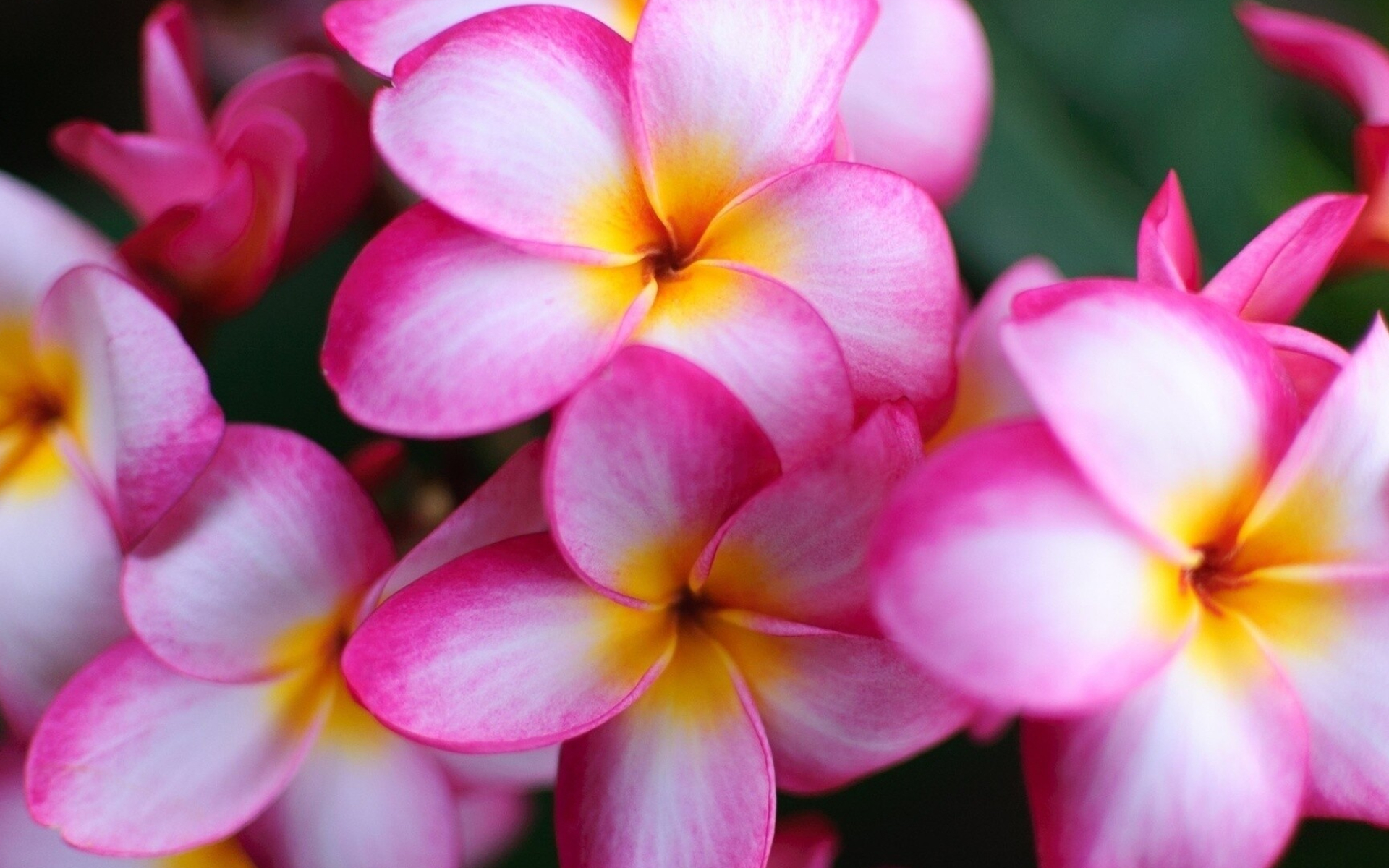 Frangipani Flower: A plumeria’s scent comes not from floral nectar, but from tiny structures below the flower bud. 1920x1200 HD Background.