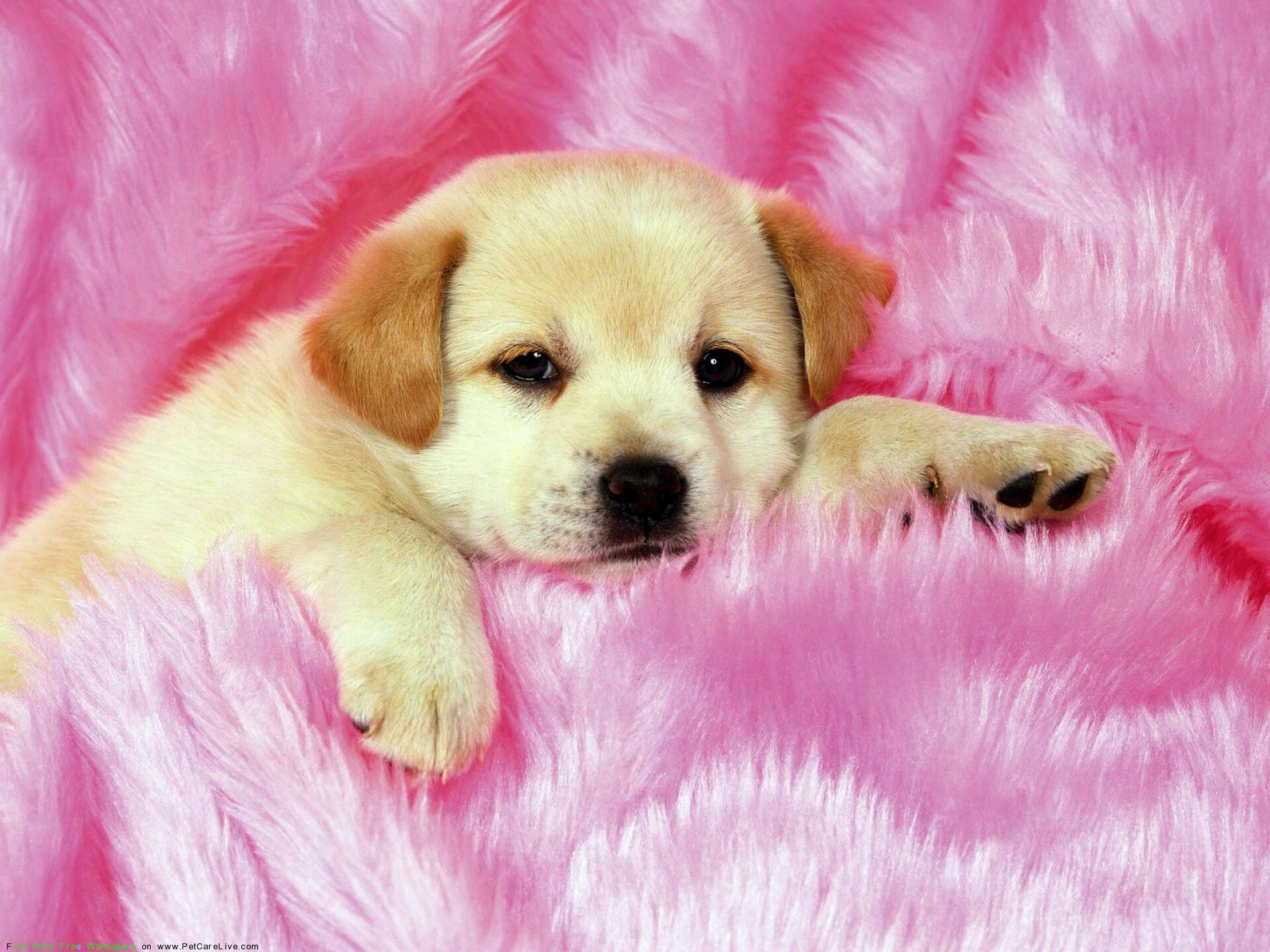 Puppy: Often called "man's best friend" because they fit in with human life. 1920x1440 HD Background.
