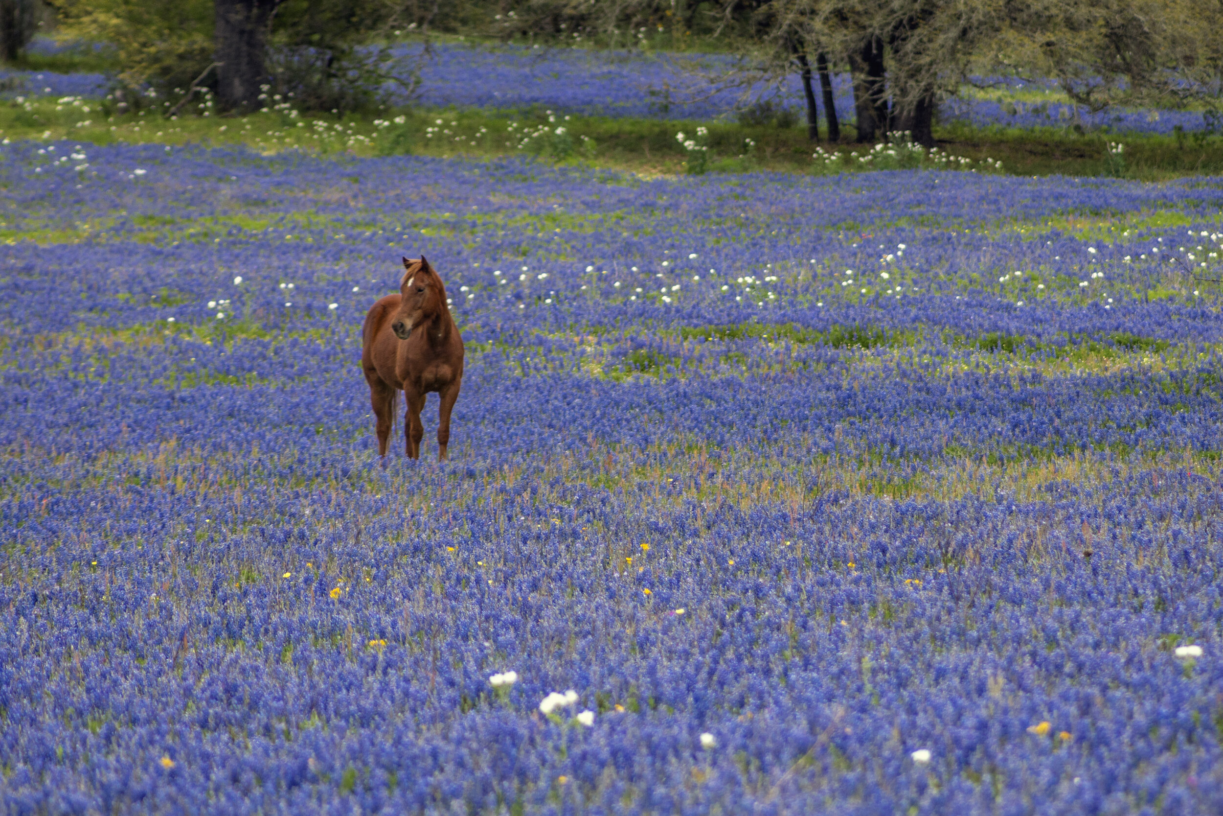 Best bluebonnet spots, Texas travel guide, Jason Weingart photography, Nature's spectacle, 2500x1670 HD Desktop