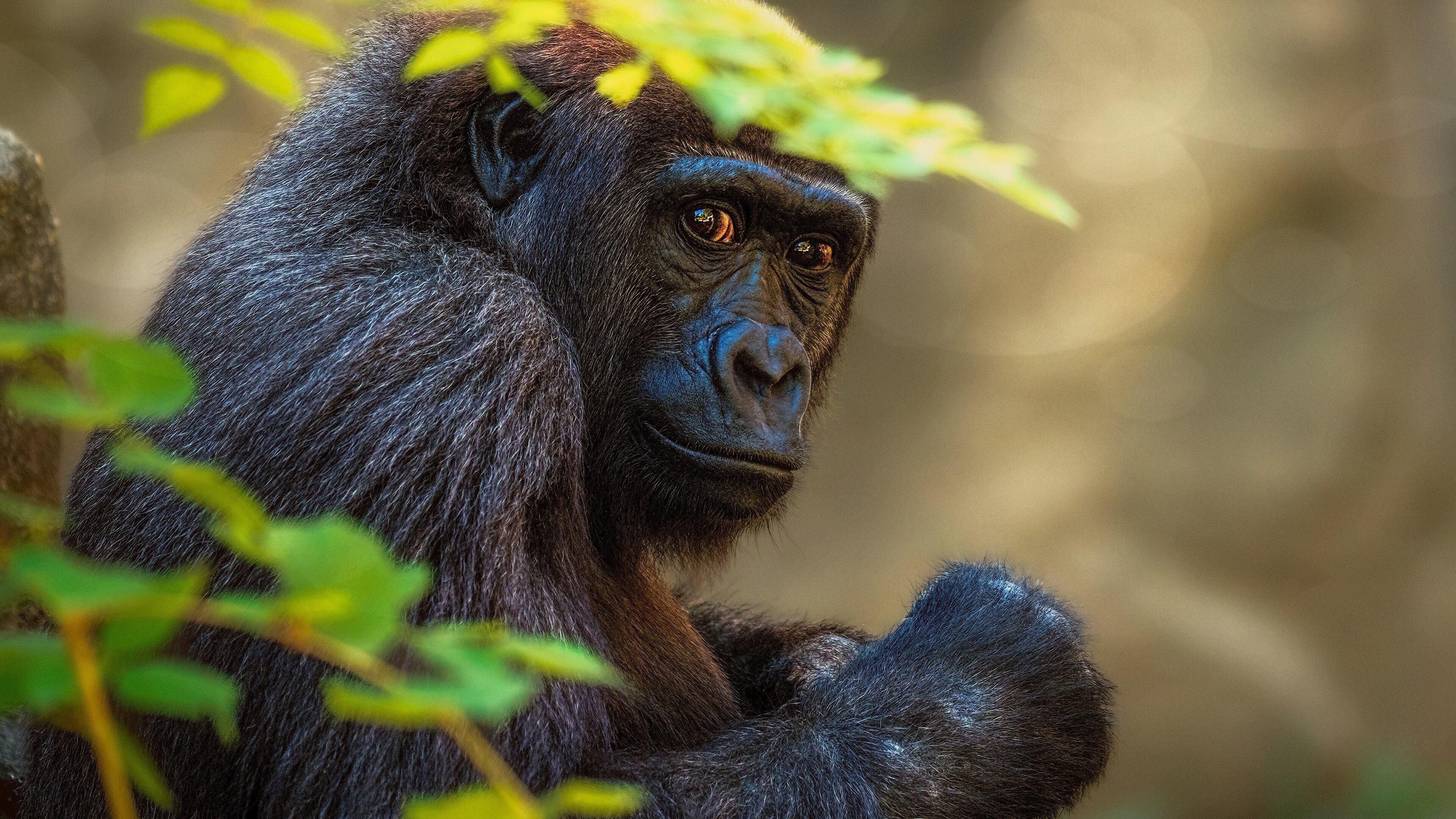 Ape: Gorilla, Terrestrial animal, Primate. 3840x2160 4K Wallpaper.