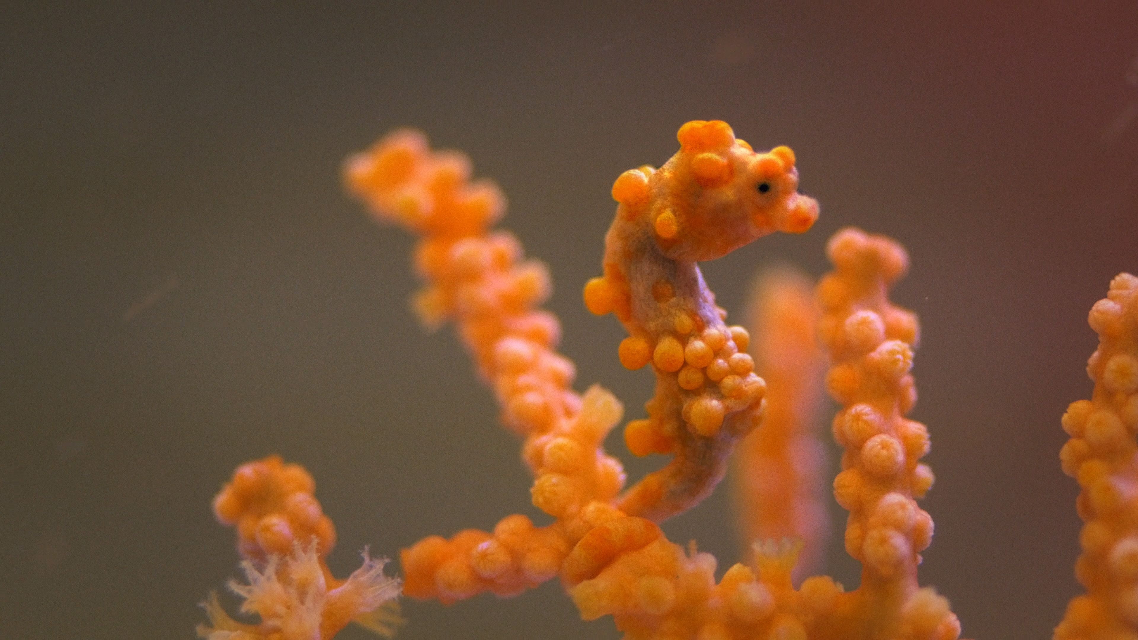 Pygmy seahorse's camouflage, Nature's disguise, Master of adaptation, Hidden beauty, 3840x2160 4K Desktop