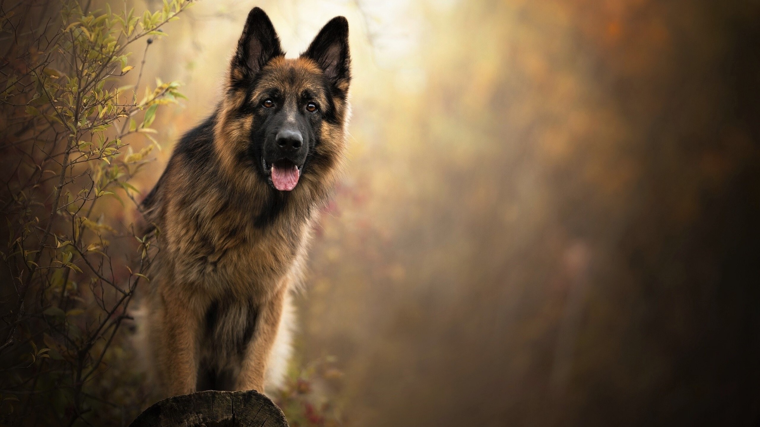 German Shepherd: Dog, Able to quickly learn various tasks and interpret instructions better than other breeds. 2560x1440 HD Wallpaper.