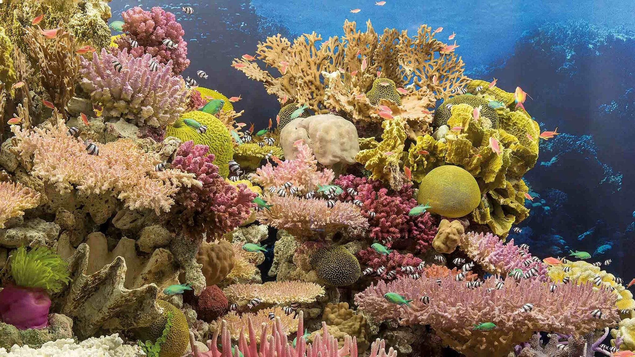 Coral Sea, Exhibition, Bremen University, Magazine, 2050x1160 HD Desktop