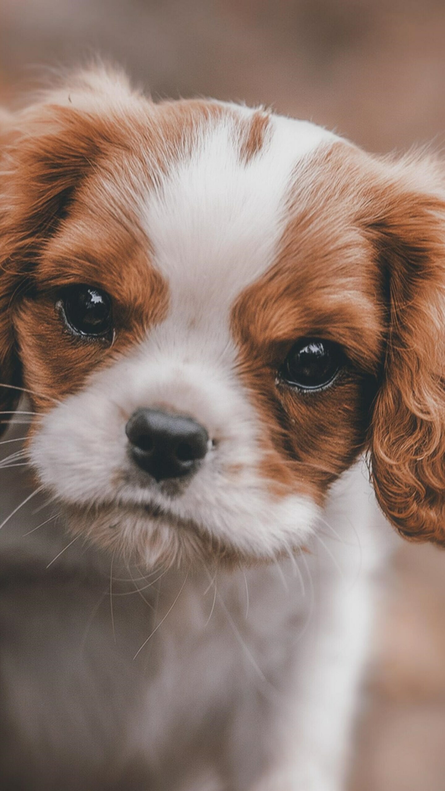 Puppy: The Cavalier King Charles Spaniel, A British breed of toy dog of spaniel type. 1440x2560 HD Wallpaper.