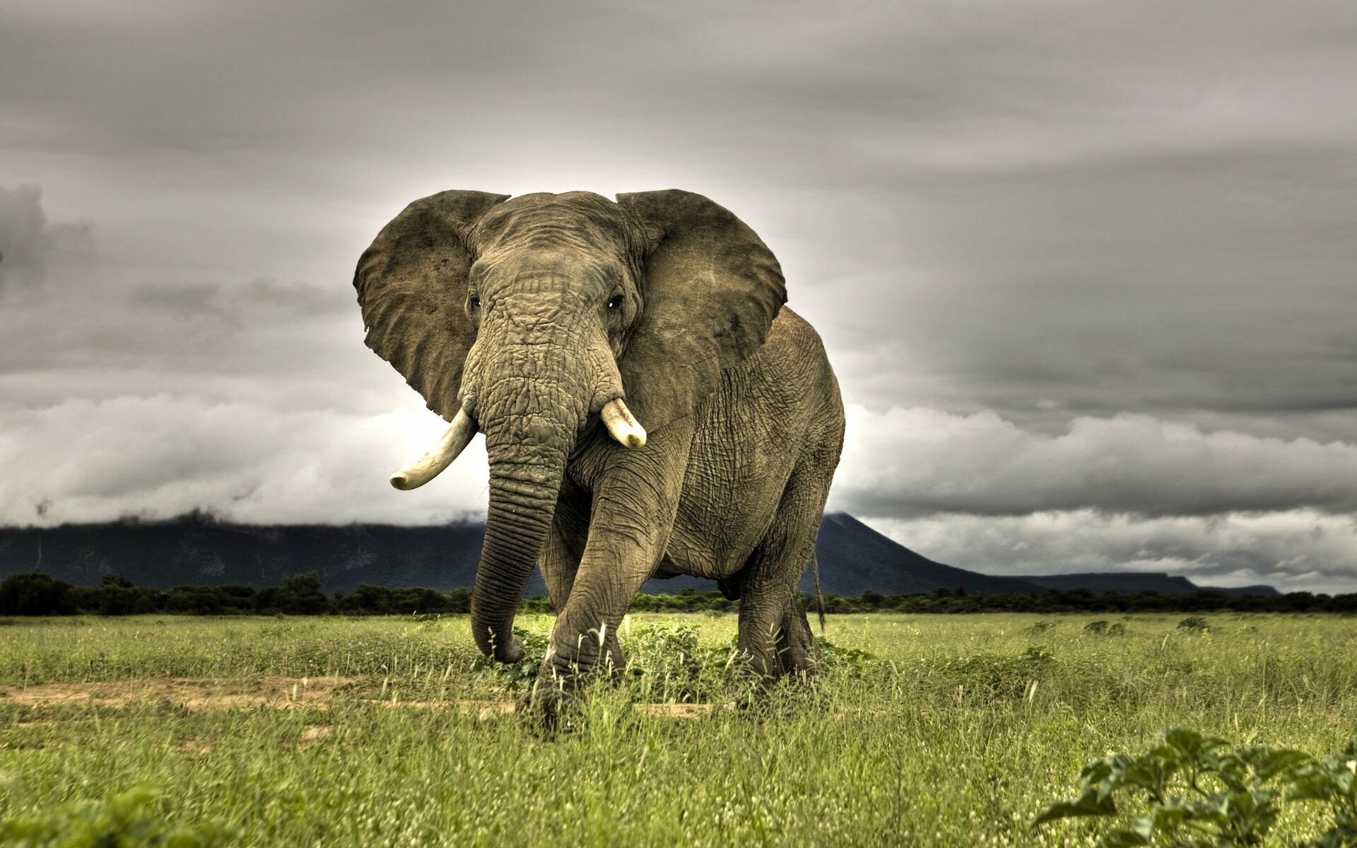 Elephant: The trunk, or proboscis, is a fusion of the nose and upper lip, although in early fetal life, the upper lip and trunk are separated. 1920x1200 HD Background.