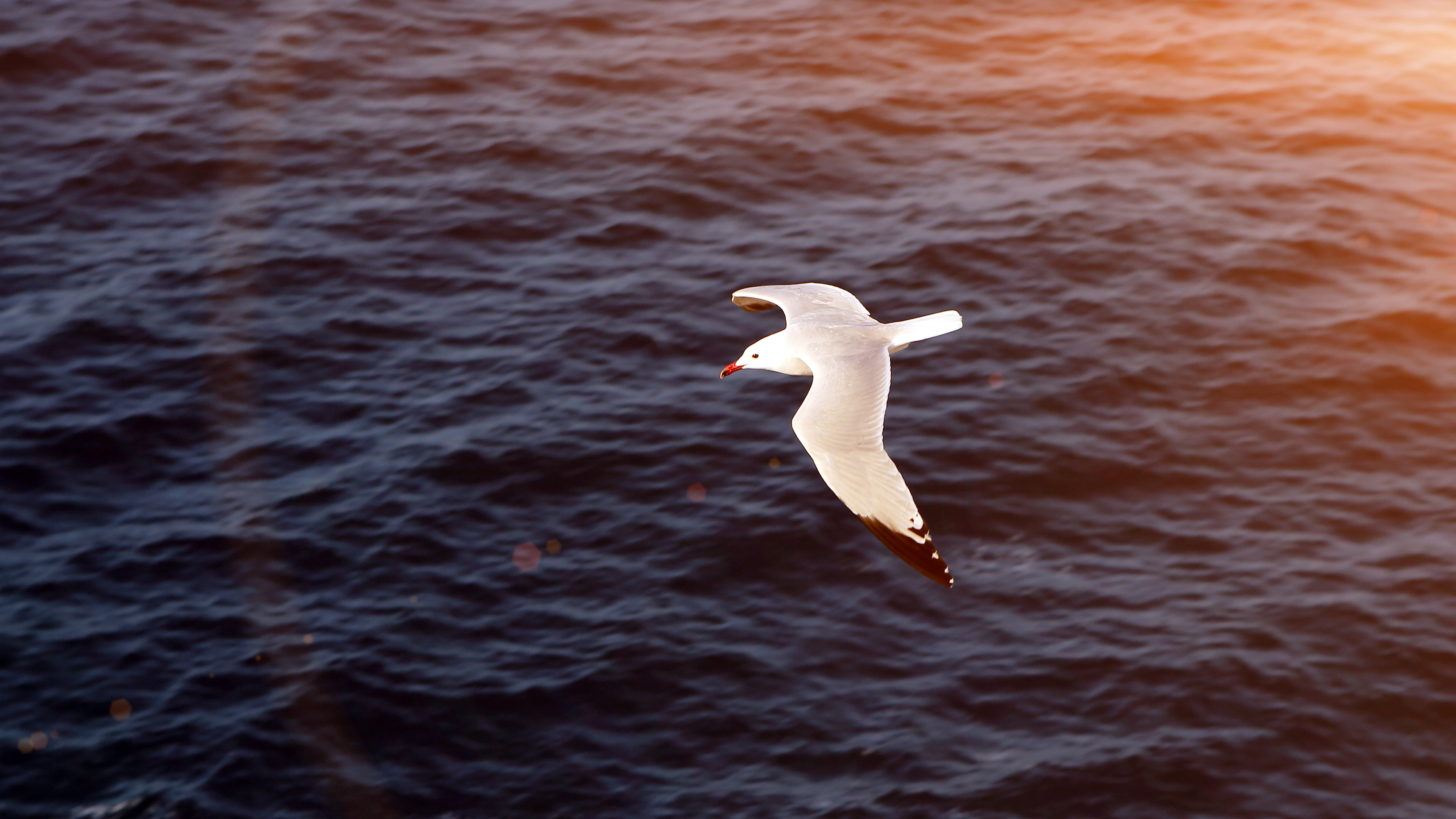 Seagull, Bird, Sea, Ocean, 3840x2160 4K Desktop