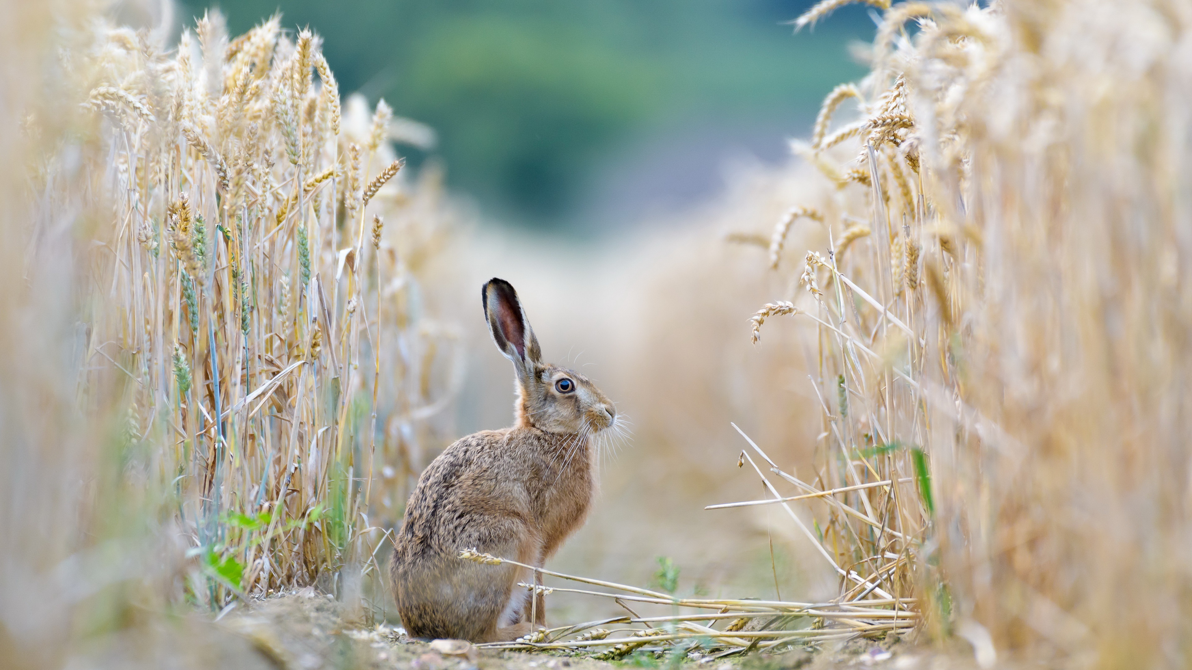 Rabbits in nature, Mammals in the outdoors, Beautiful plants, Nature's wallpaper, 3840x2160 4K Desktop