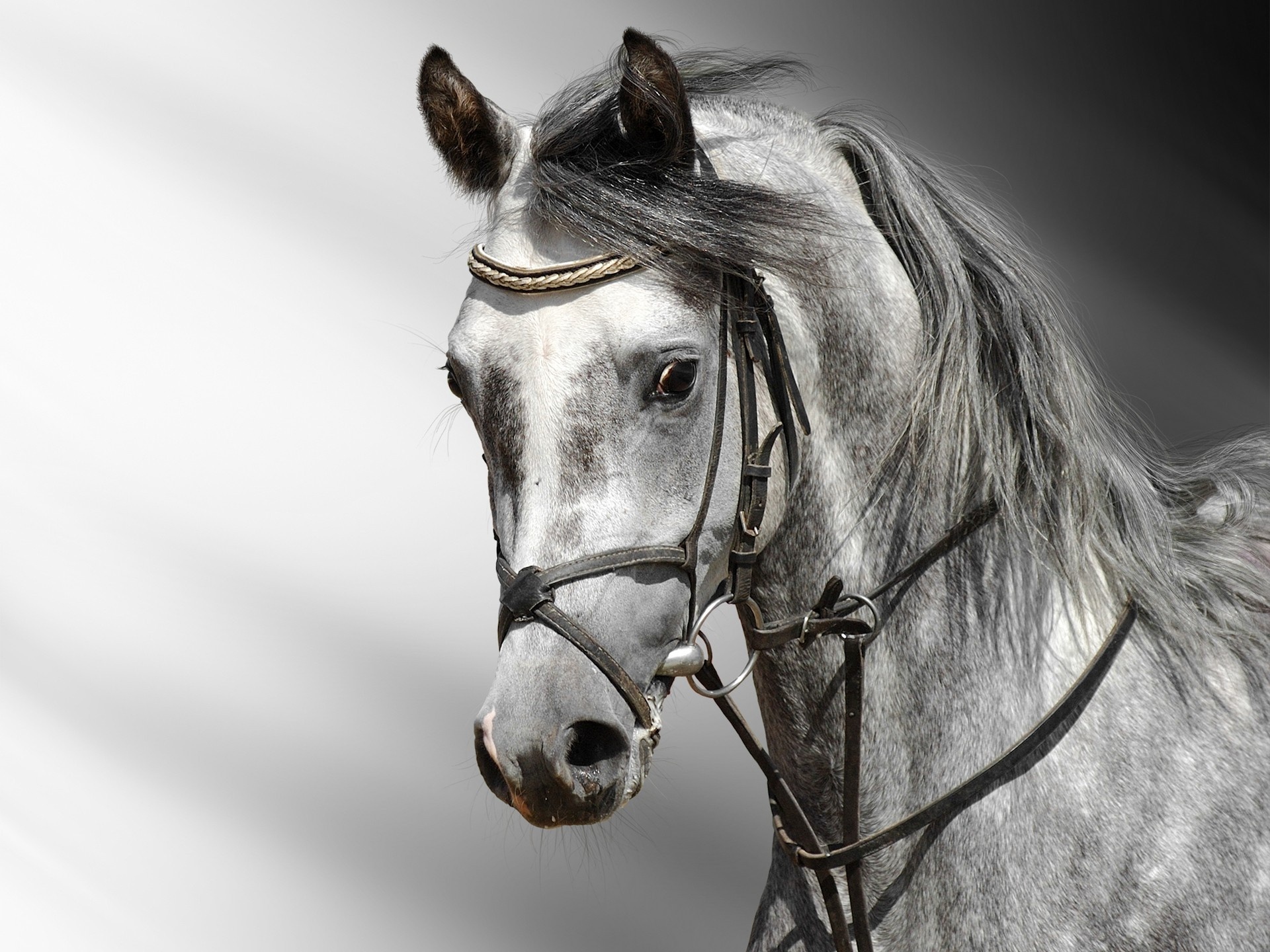 Horse: An animal belonging to the family of Equidae and class Mammalia. 1920x1440 HD Background.