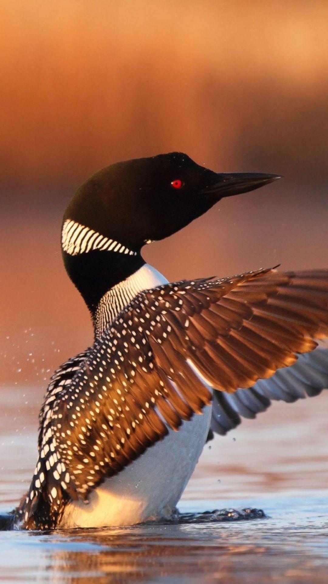 Loon wallpaper, Spectacular loon, Flying, Mysterious, 1080x1920 Full HD Handy