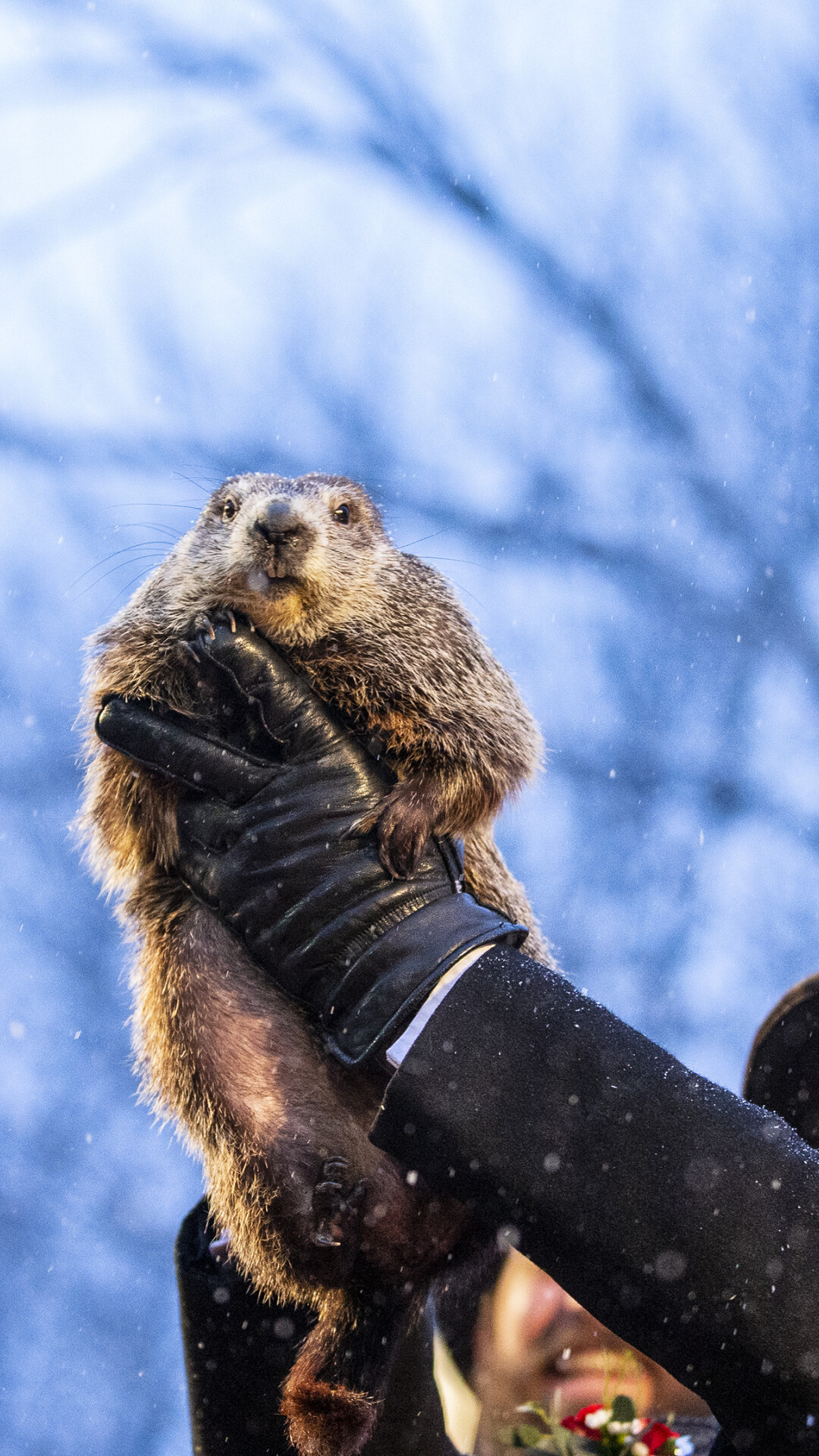 Groundhog Day (Holiday): Punxsutawney Phil, The animal who predicts the remaining length of winter weather for the season. 1080x1920 Full HD Wallpaper.