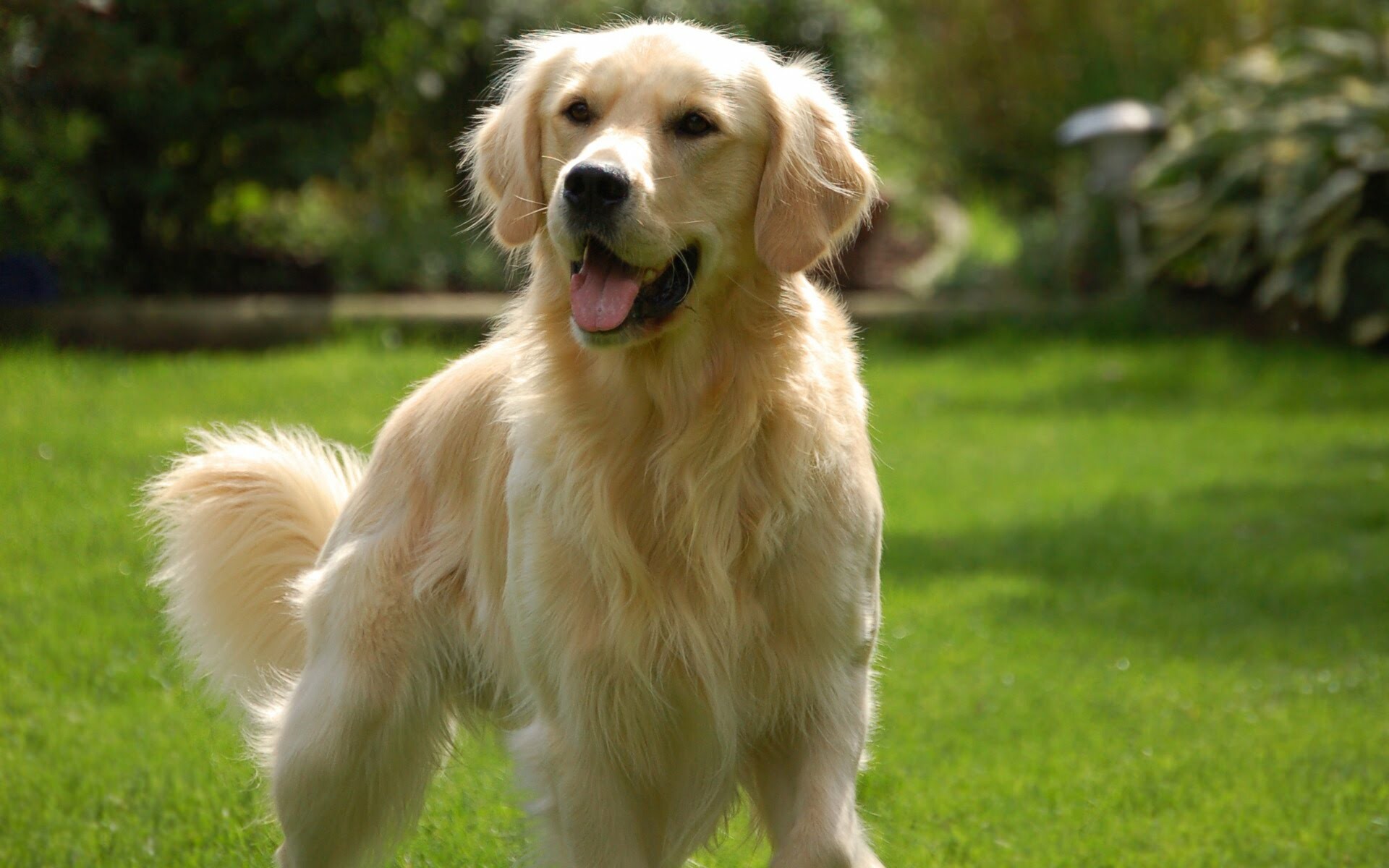 Golden Retriever: Smart, loyal dogs that are ideal family companions, Dog breed. 1920x1200 HD Background.