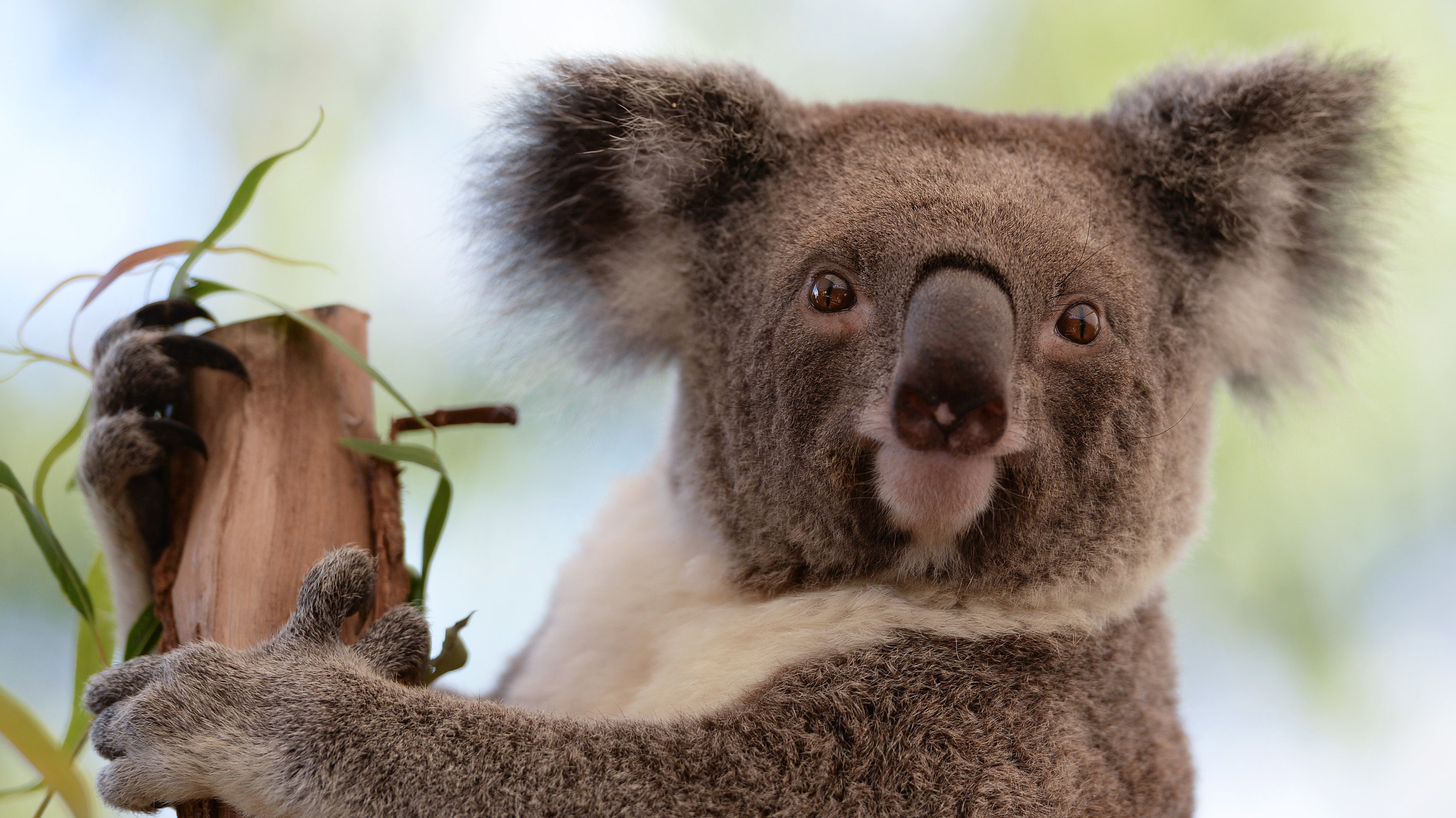 Какое животное попросил. Коала на эвкалипте. Зверобой коала. Коала эвкалиптовый мишка. Коала на бамбуке.