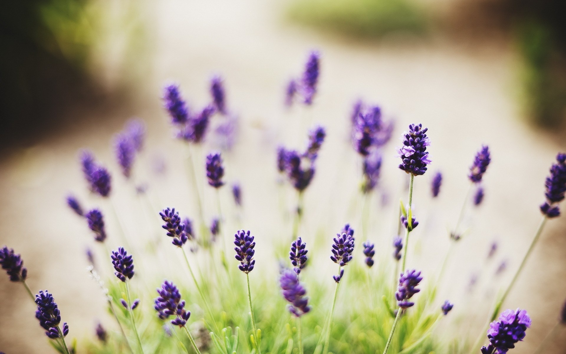 70 lavender wallpaper, Lavender charm, Nature's allure, Vibrant colors, 1920x1200 HD Desktop