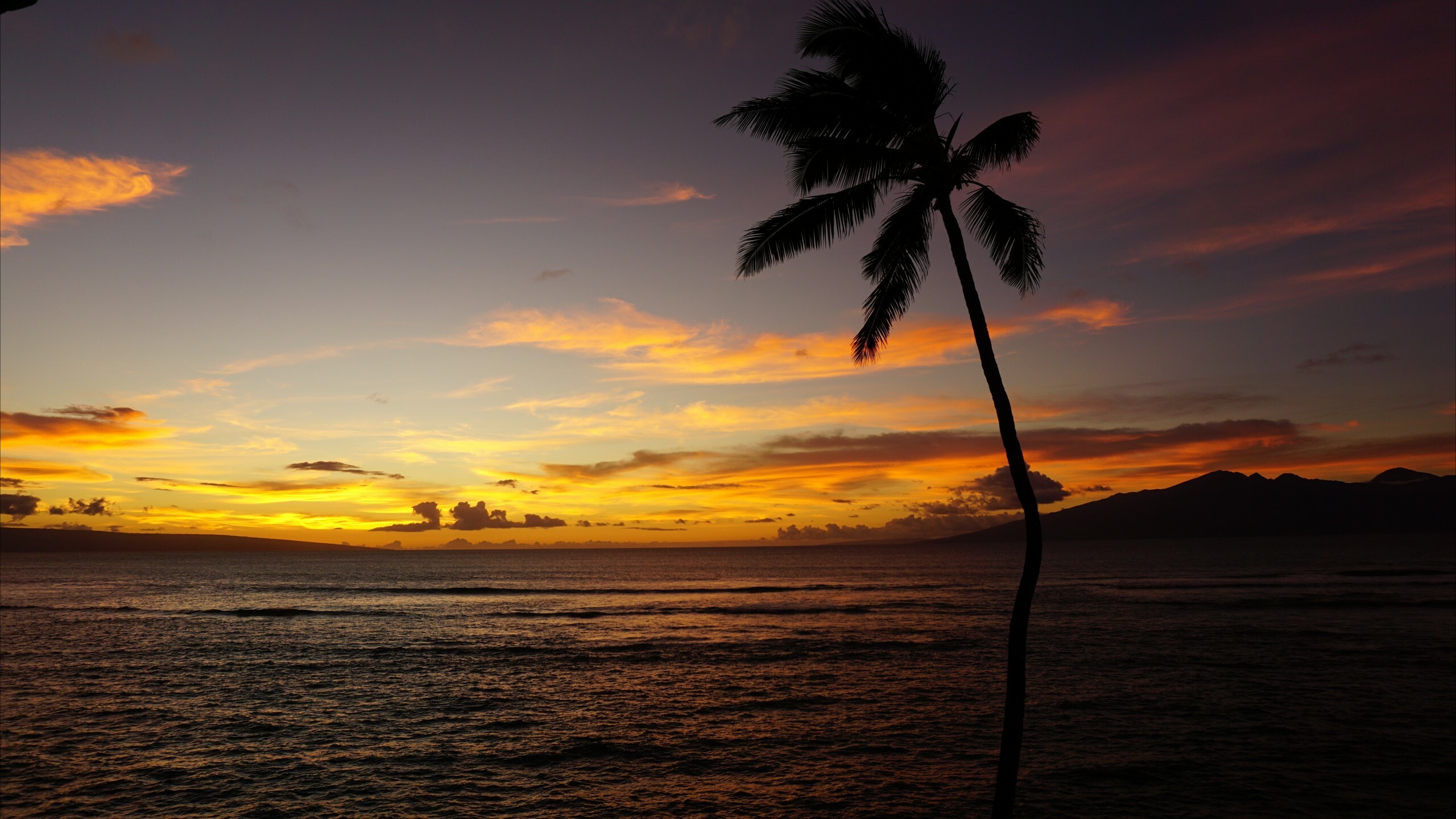 Maui (Hawaii): Ocean, Palm, Lahaina includes Kaʻanapali and Kapalua in the Lahaina Town CDP. 2560x1440 HD Background.