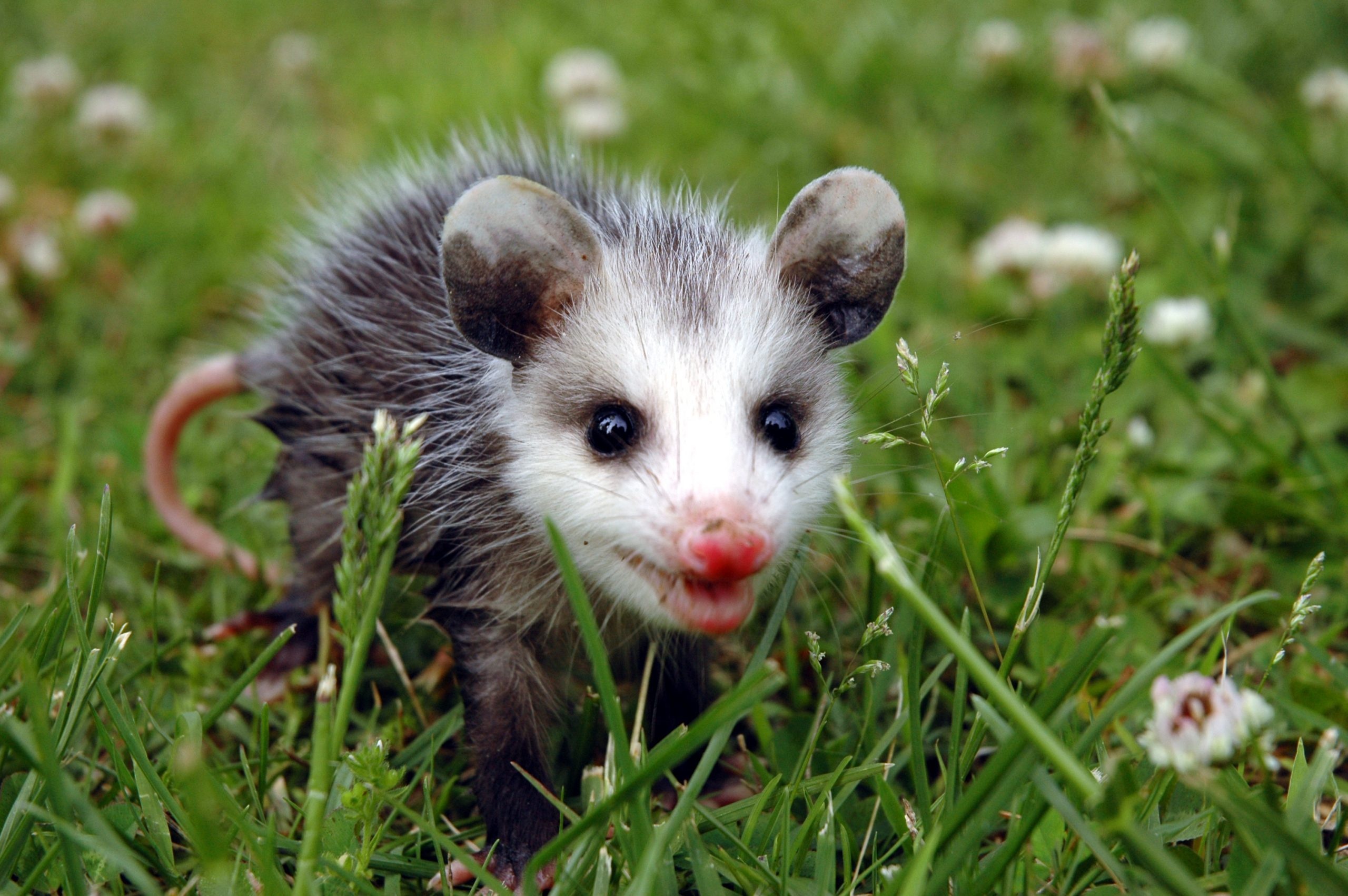 Baby possum, Adorable animal images, Cute baby animals, Precious wildlife moments, 2560x1710 HD Desktop