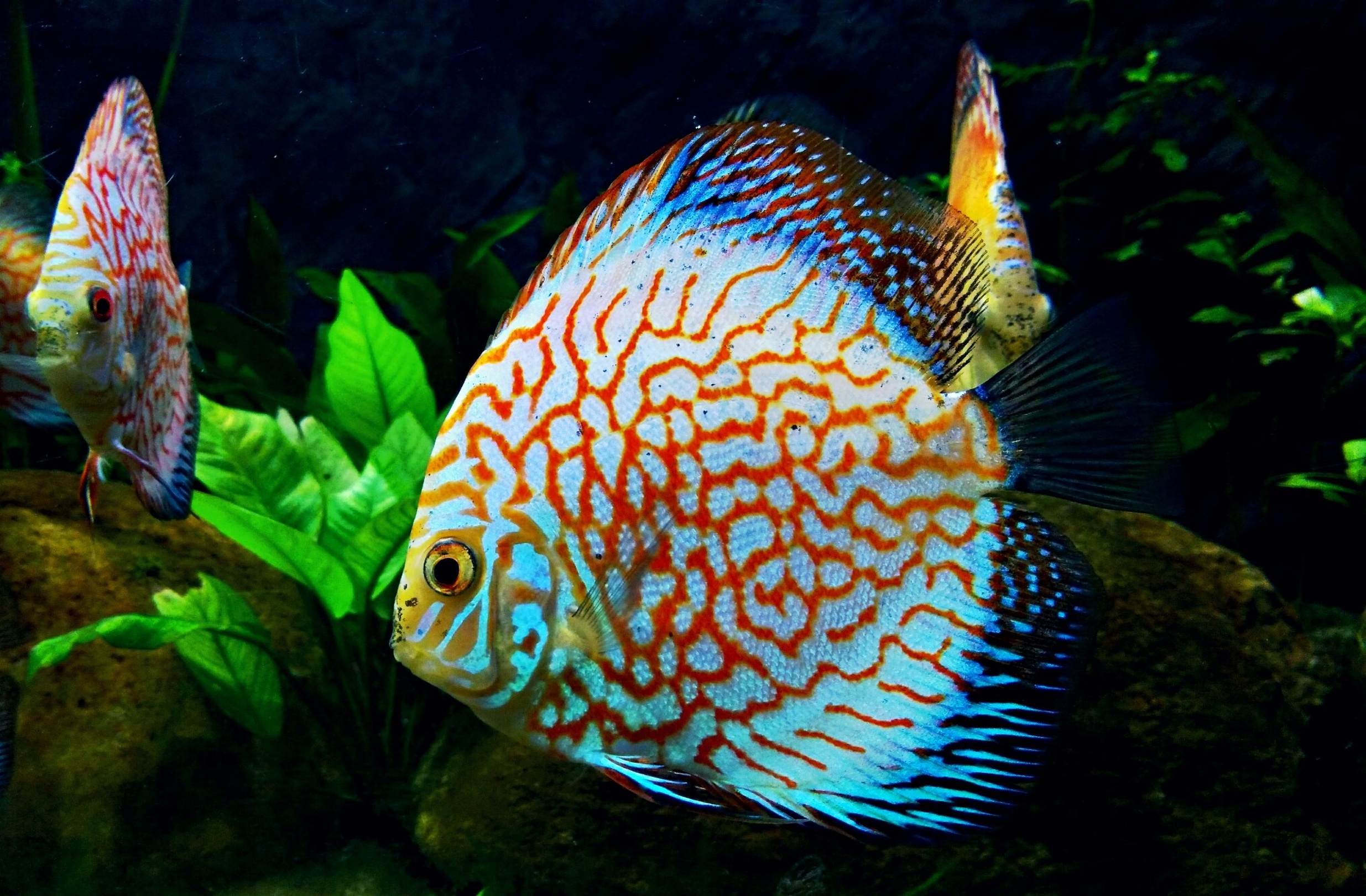 Angelfish, Wikipedia, Tropical Fish, Pomacanthus, 2470x1630 HD Desktop