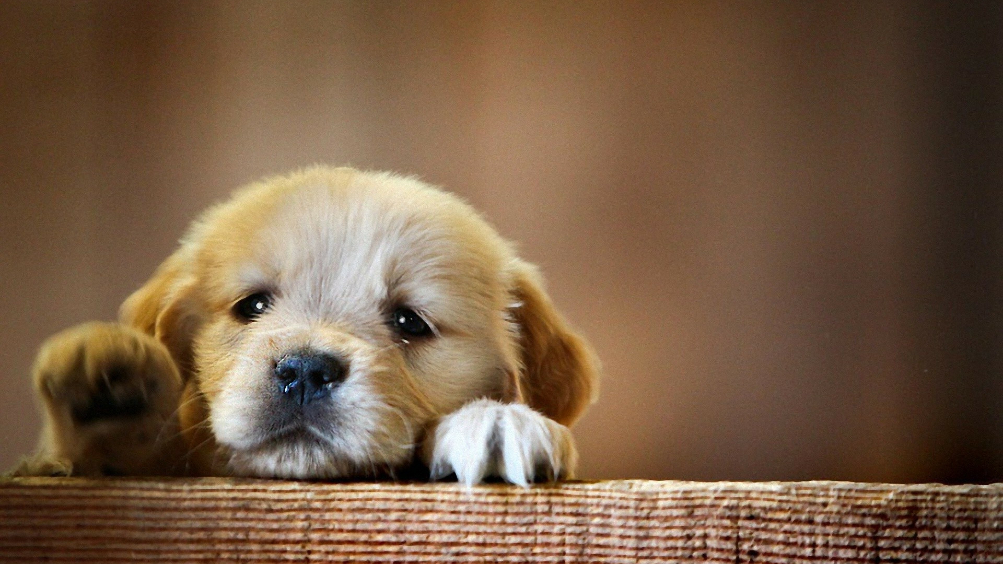 Dog: Puppy, Born after an average of 63 days of gestation. 3840x2160 4K Wallpaper.