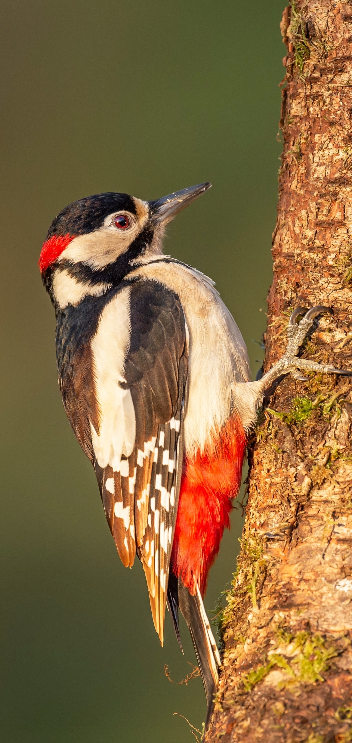 Woodpecker, Animals, Bird, 1440x3040 HD Phone