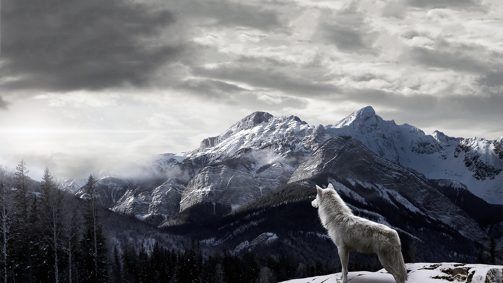 Wolf: Human presence appears to stress wolves, as seen by increased cortisol levels in instances such as snowmobiling near their territory. 1920x1080 Full HD Background.