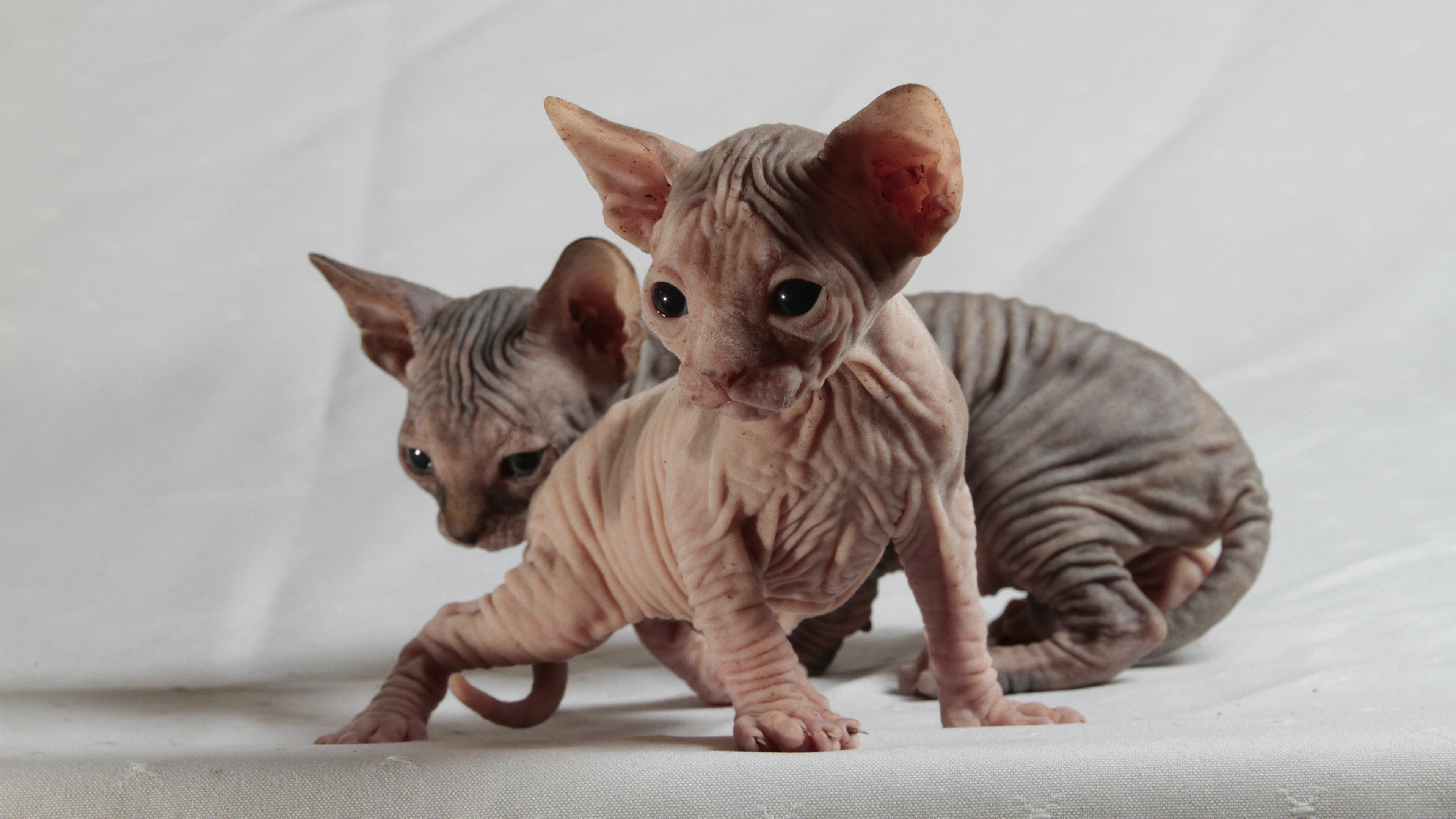 Sphynx: Hairlessness in cats is a naturally occurring genetic mutation, and the breed was developed through selective breeding of these animals, starting in the 1960s, Kittens. 3840x2160 4K Background.