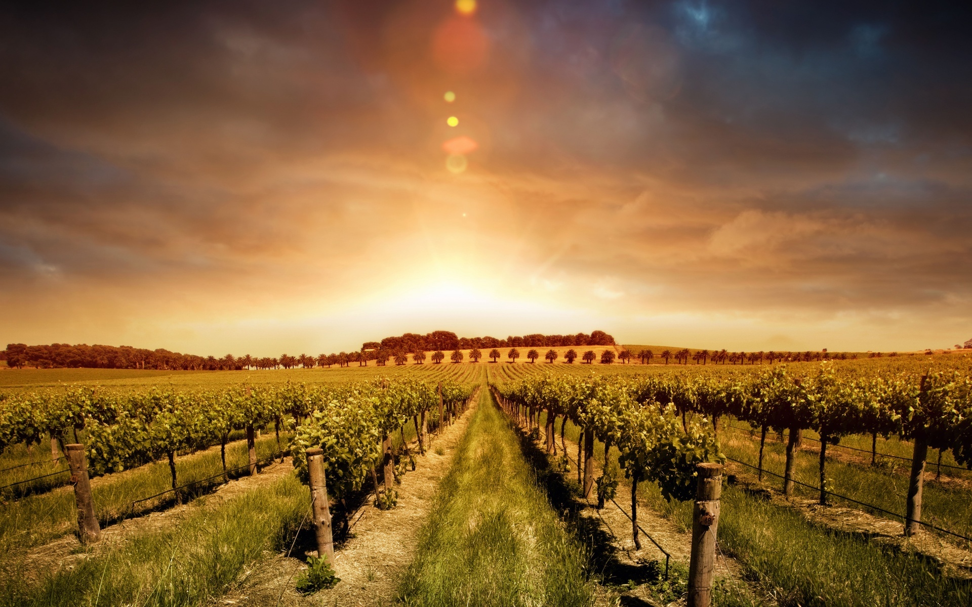 Wonderful vineyard wallpapers, Stunning landscapes, Wine country beauty, HD backgrounds, 1920x1200 HD Desktop