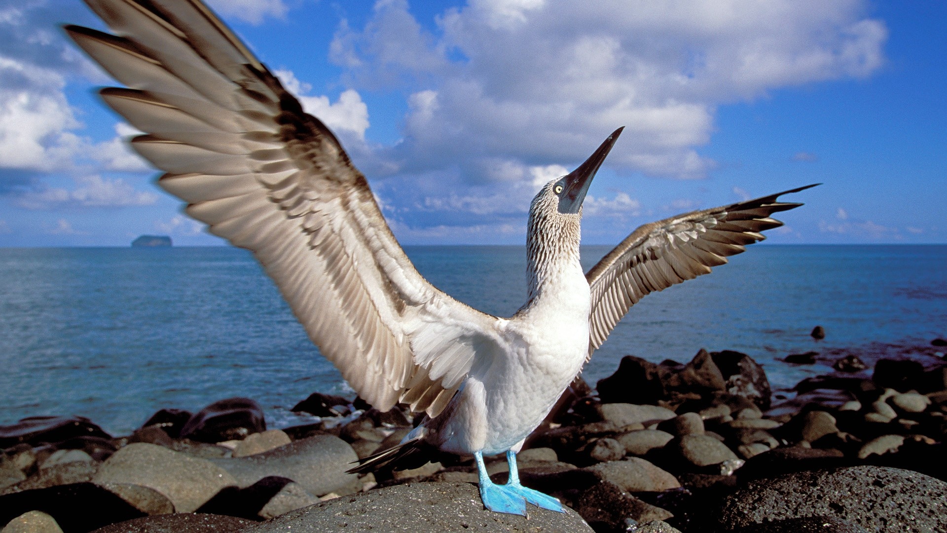 Blue footed booby wallpapers, Booby bird, 1920x1080 Full HD Desktop