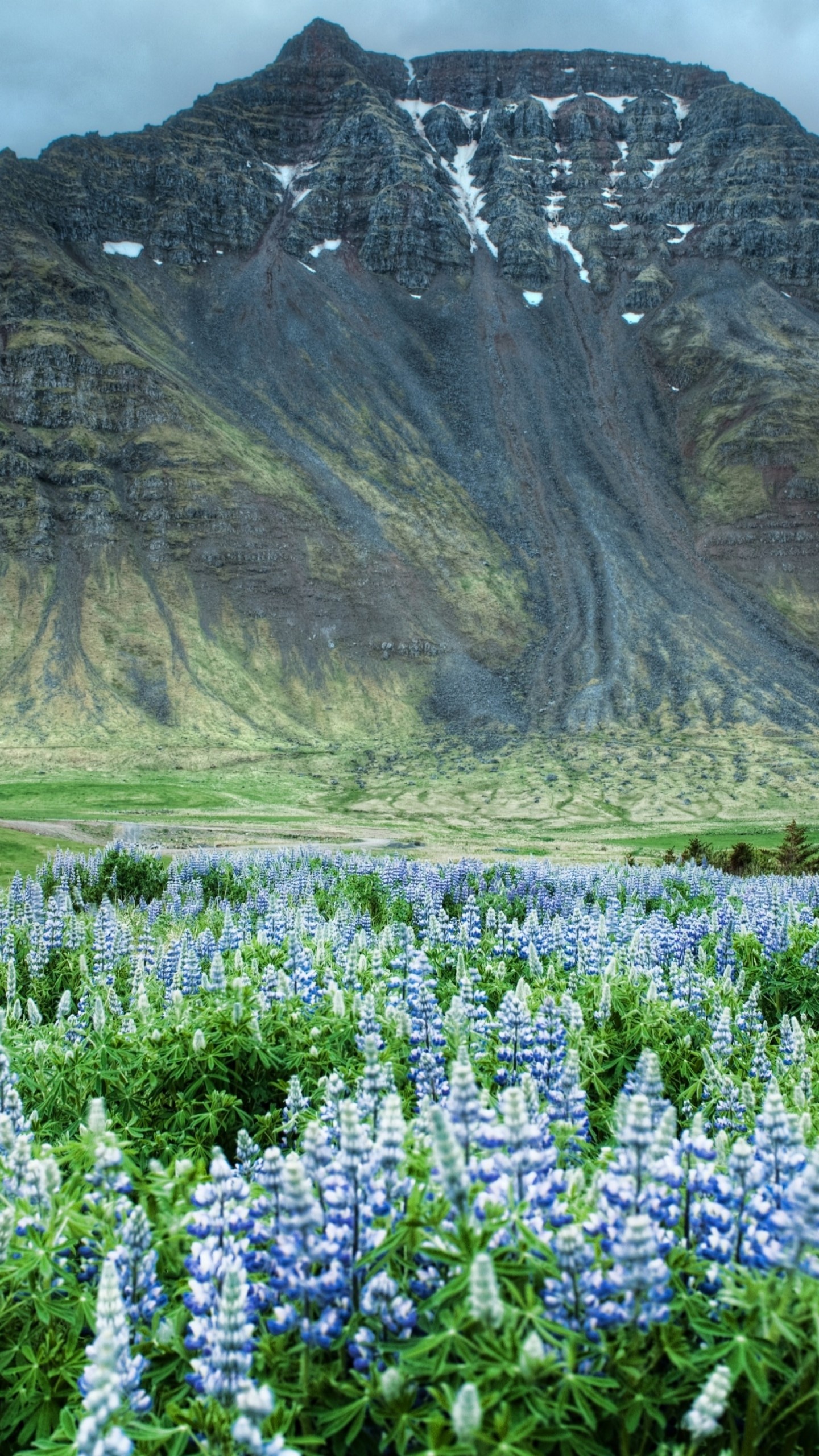 Tal der Blumen mit Bluebonnets im Himalaya, 1440x2560 HD Handy
