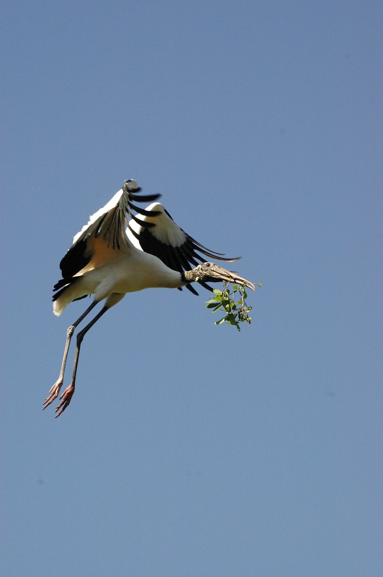 Wood stork in flight, Free photo download, Jooinn source, Bird photography, 1280x1920 HD Handy