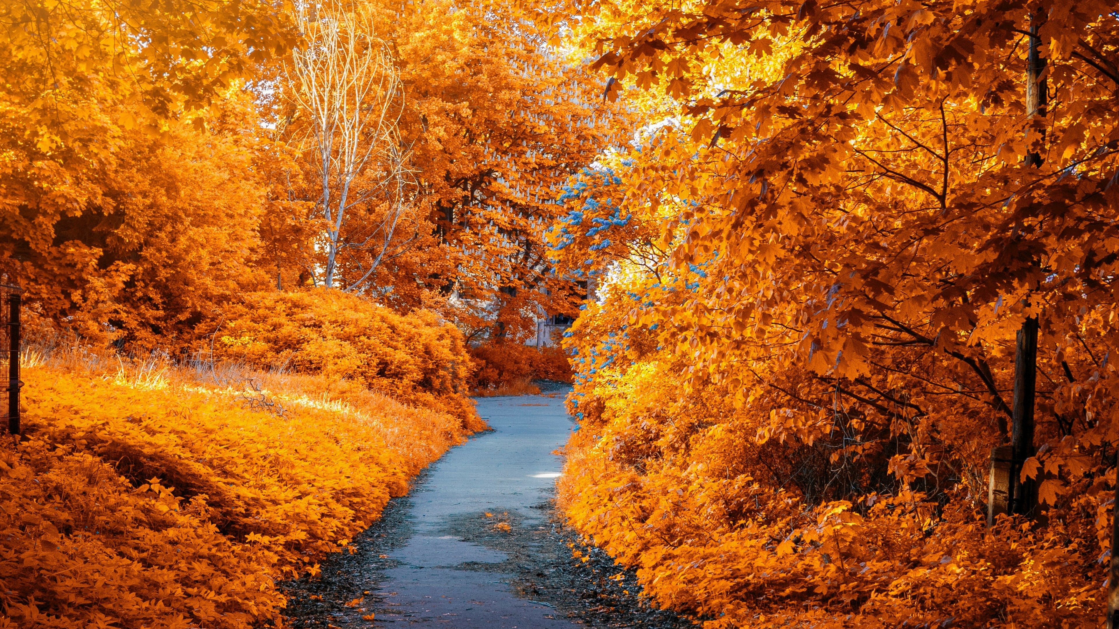 Autumn: The striking change in color for the leaves of deciduous trees, Season. 3840x2160 4K Background.