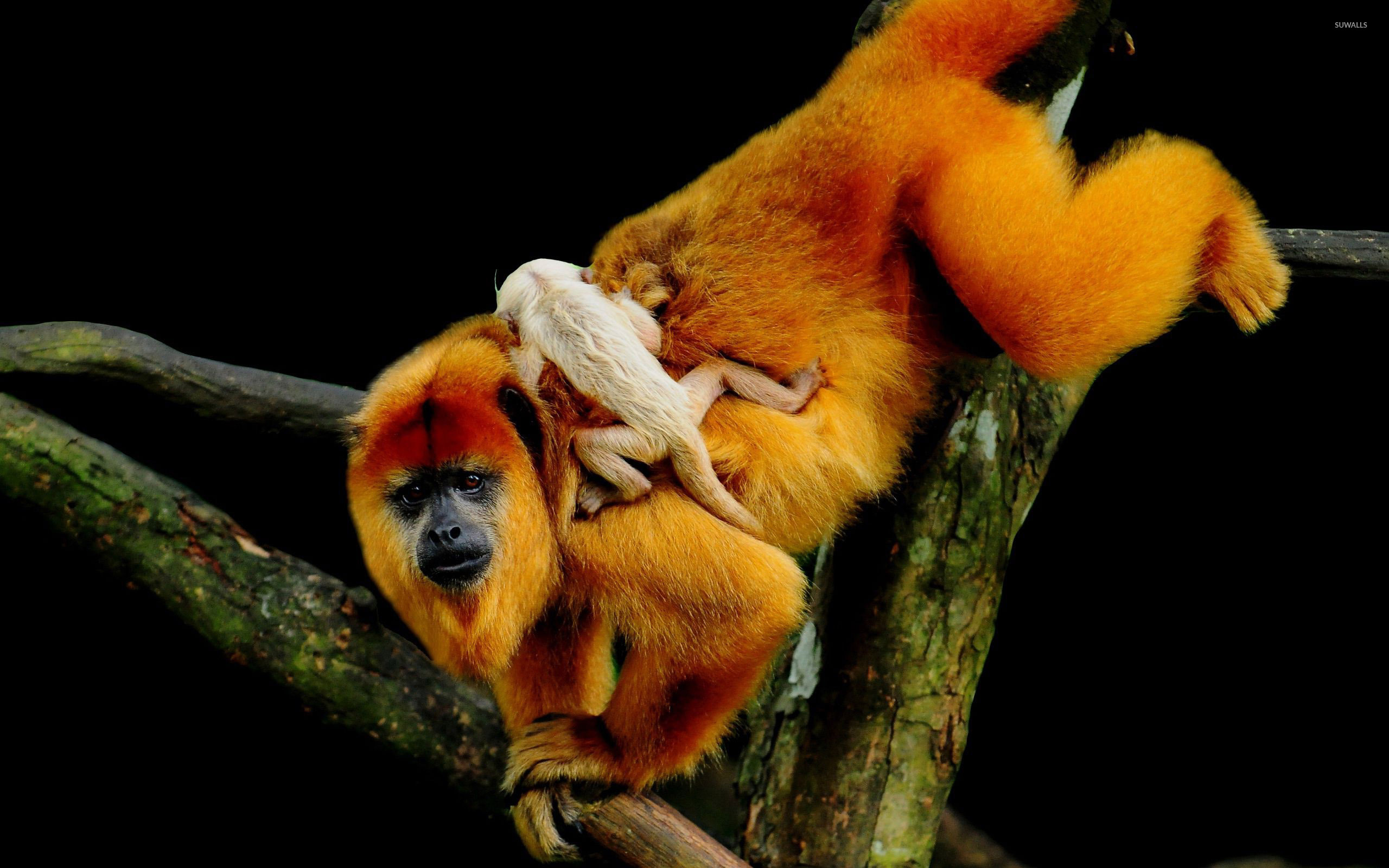 Monkey, golden lion tamarin, exotic wildlife, animal wallpapers, 2560x1600 HD Desktop