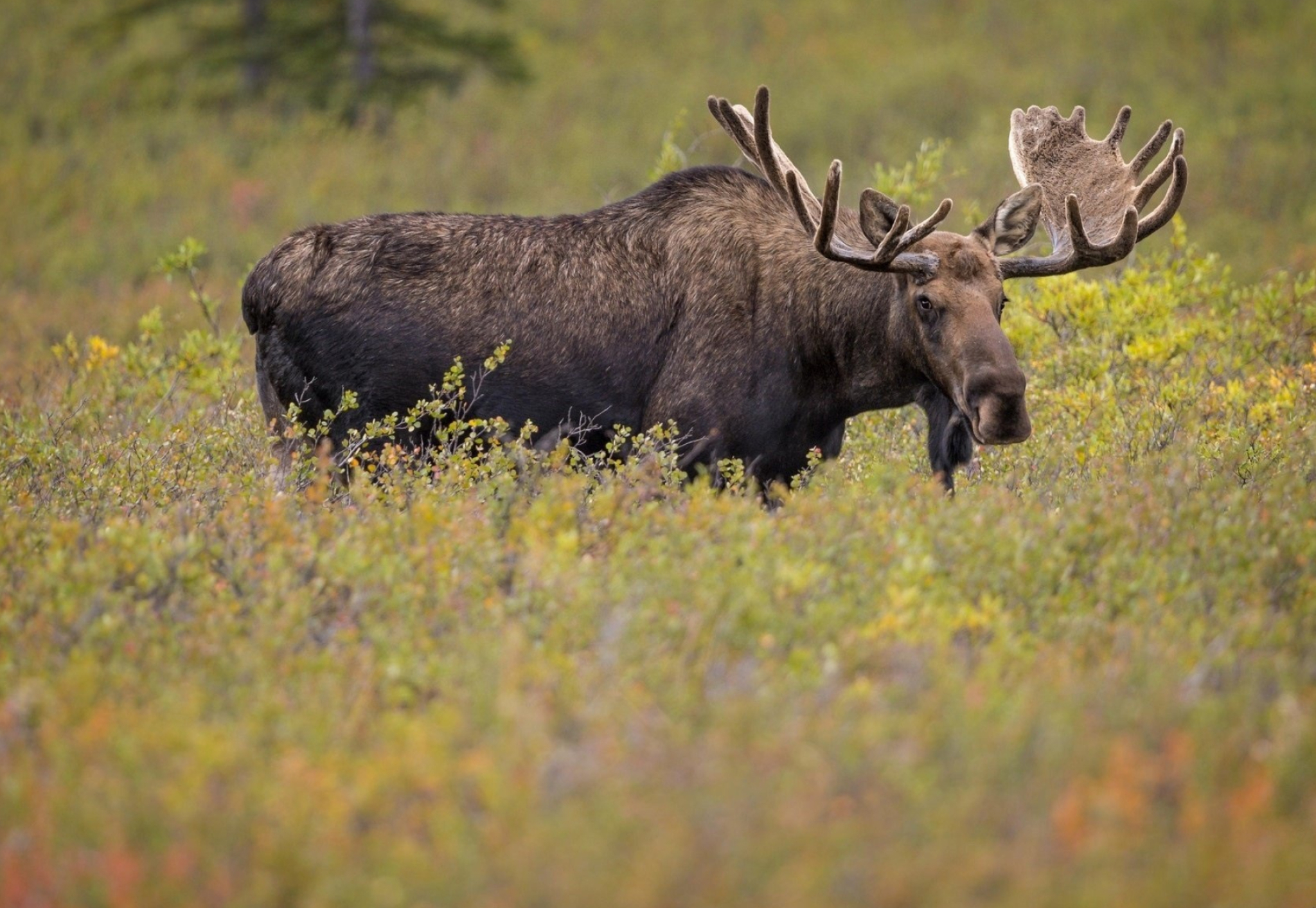 Deer, elk, and moose, Striking 3D art, Wallpaper inspiration, Wildlife wonders, 2050x1420 HD Desktop