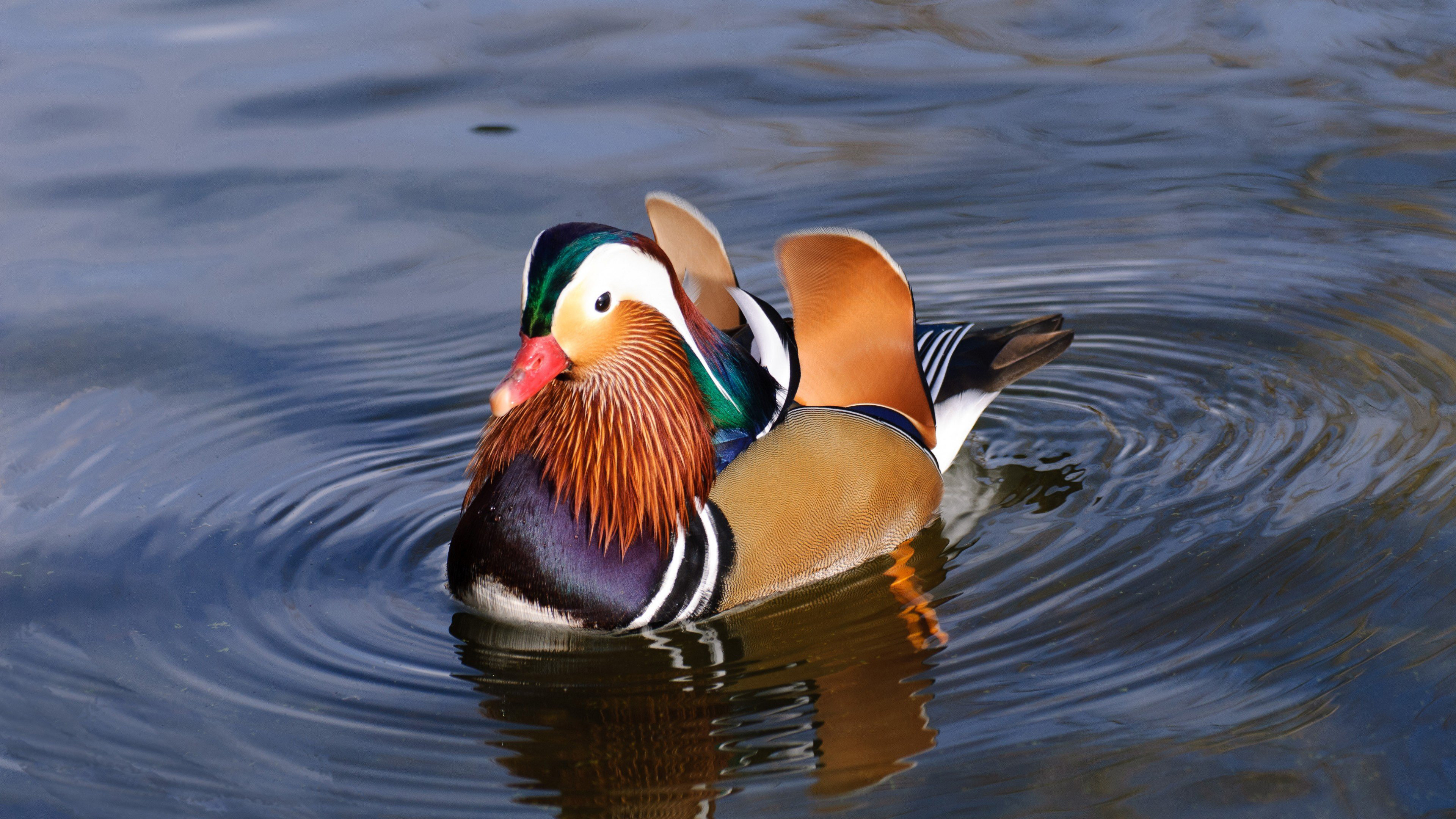 Colorful mandarin duck, Beautiful plumage, Vibrant feathers, Natural habitat, 3840x2160 4K Desktop