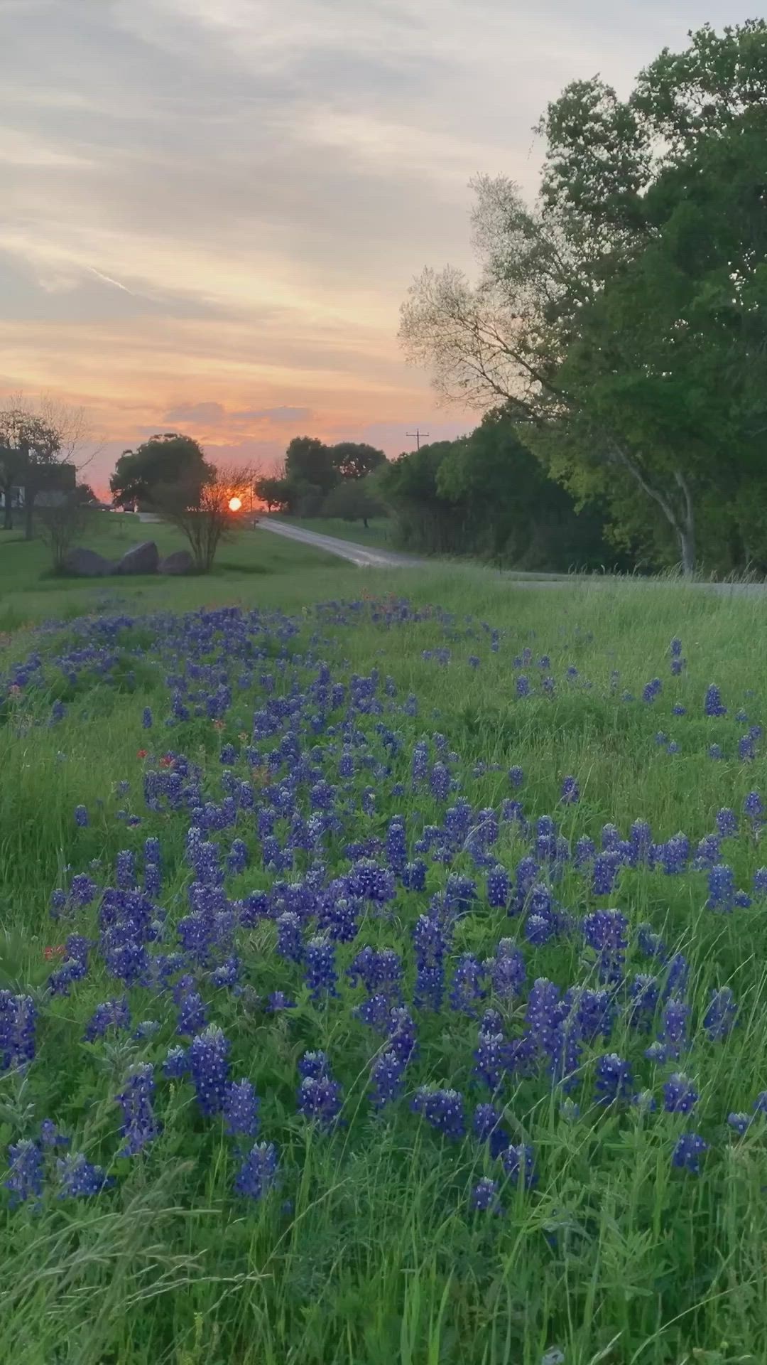 Texas Hill Country, Texas bluebonnets, Blue bonnets, 1080x1920 Full HD Phone