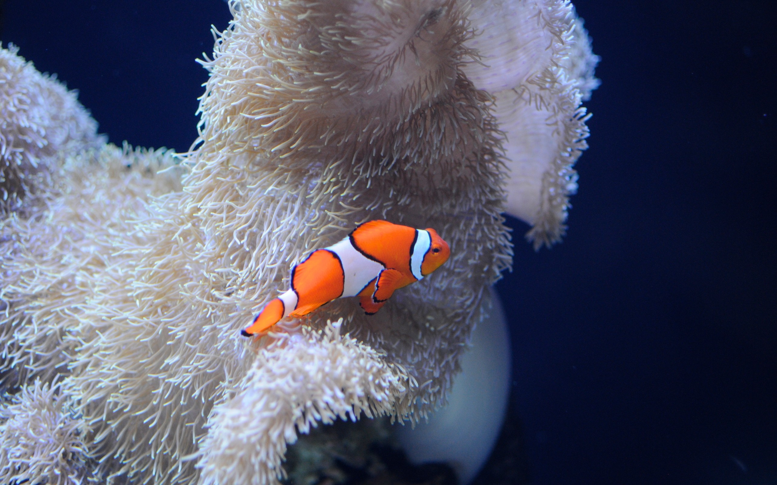 Clown fish HD, Colorful underwater, Evil clown, Scary wallpaper, 2560x1600 HD Desktop
