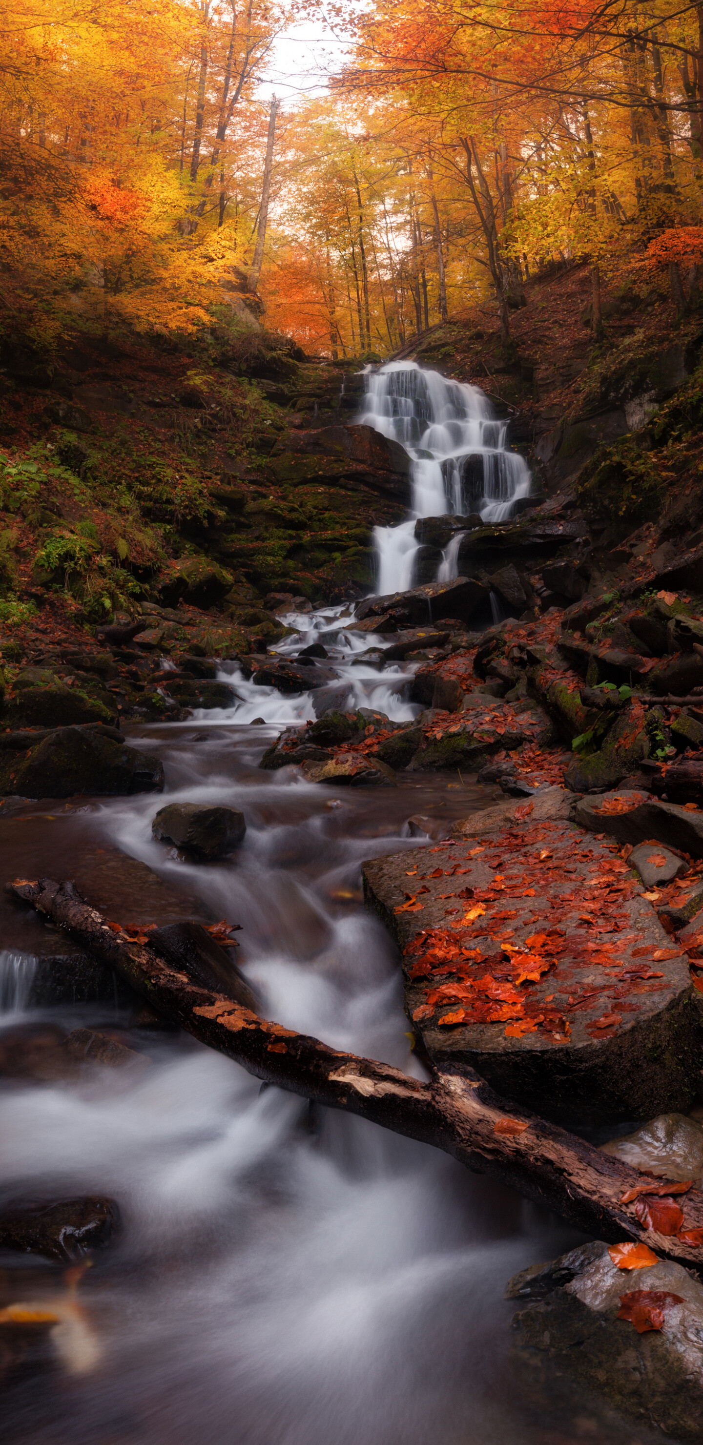 Waterfall: Forest, Stream, Nature, Creek, Woodlands. 1440x2960 HD Wallpaper.