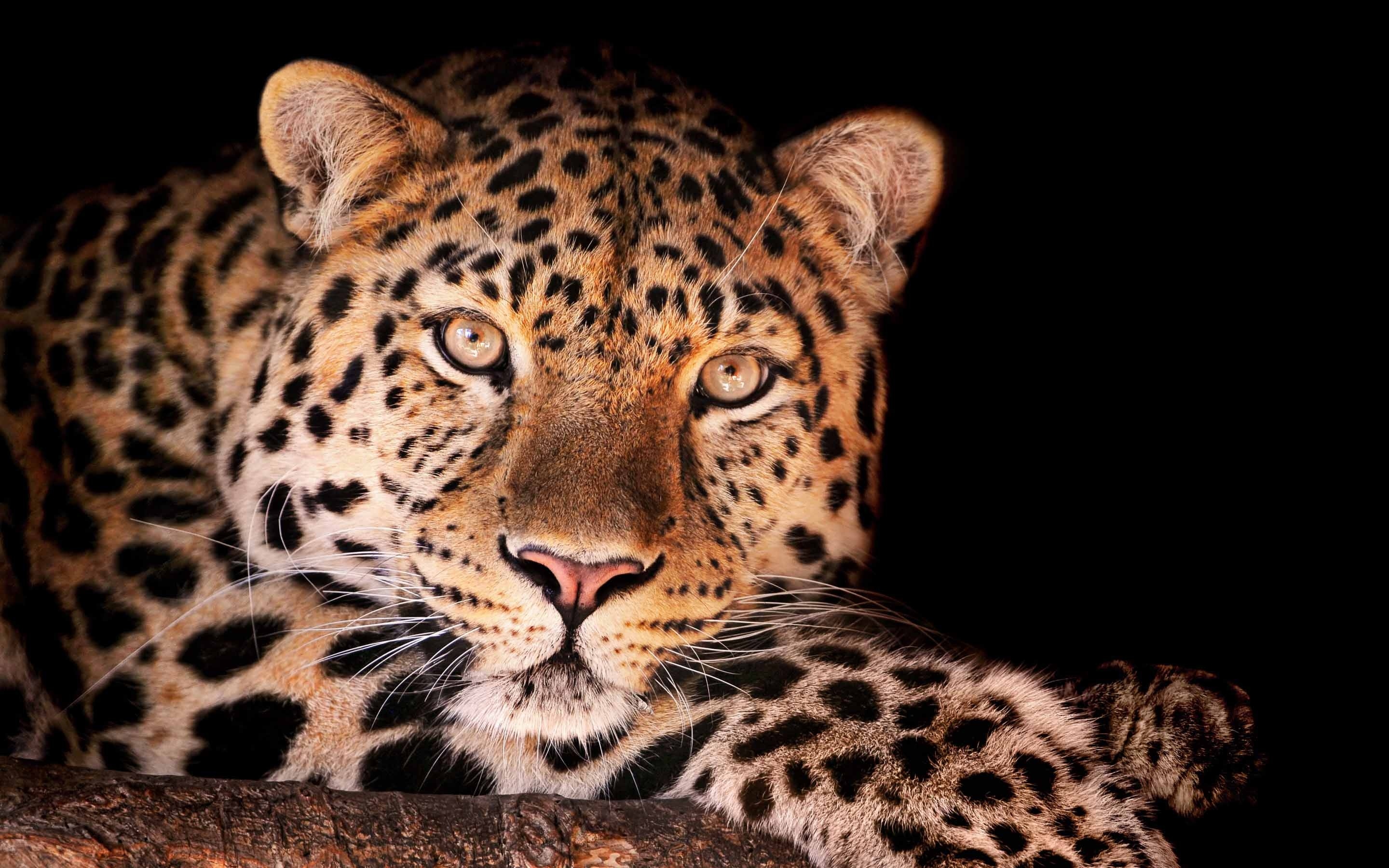 Leopard, Magnificent leopard, Macbook Air wallpaper, Download, 2880x1800 HD Desktop