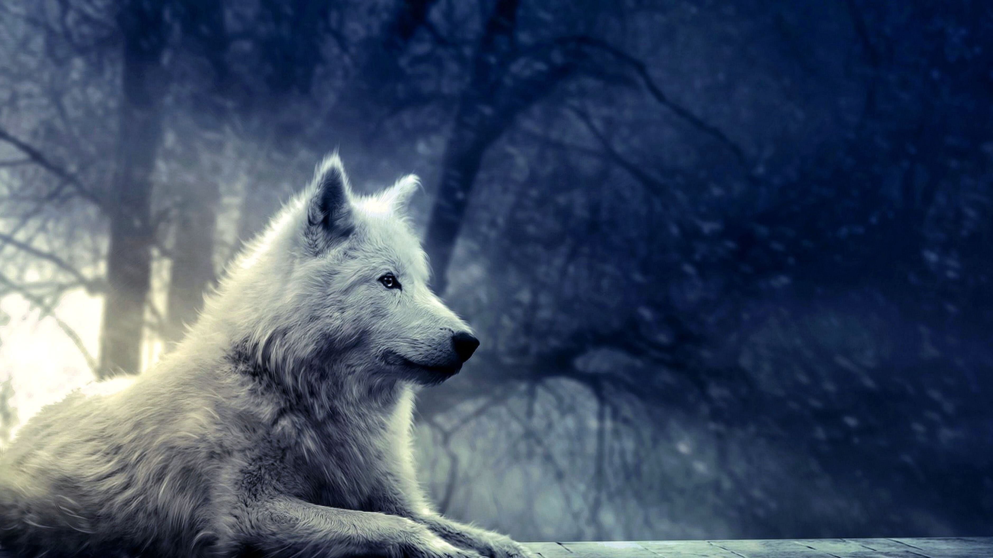 Wolf: Wolves have a long history of interactions with humans, having been despised and hunted in most pastoral communities because of their attacks on livestock. 3760x2120 HD Background.