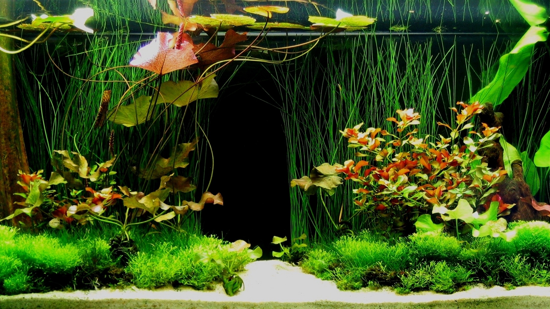 Seaweed, Aquarium Wallpaper, 1920x1080 Full HD Desktop