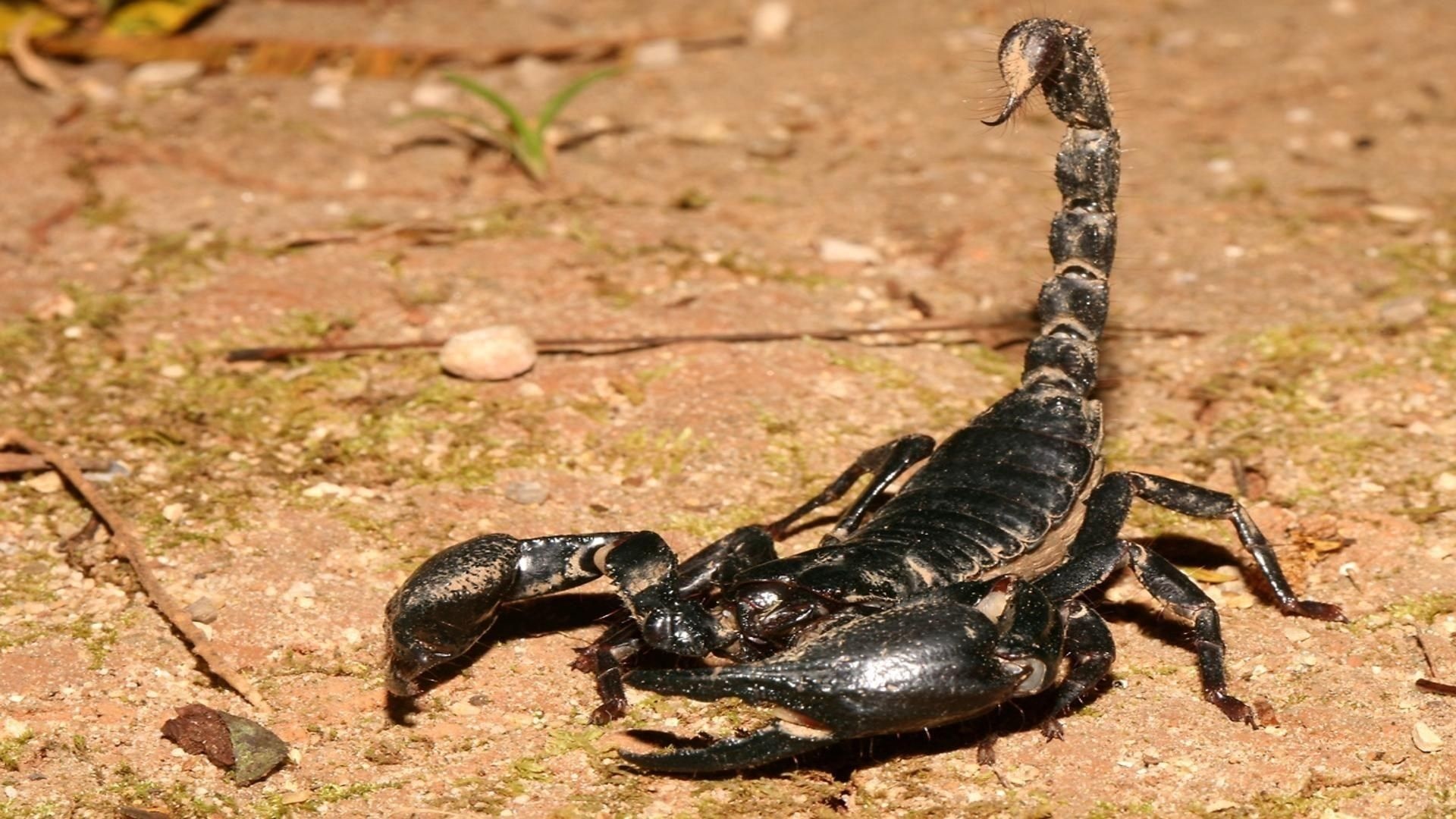 Scorpion (Animal): Deadly animals, Glow under ultraviolet light, Chelicerata. 1920x1080 Full HD Wallpaper.