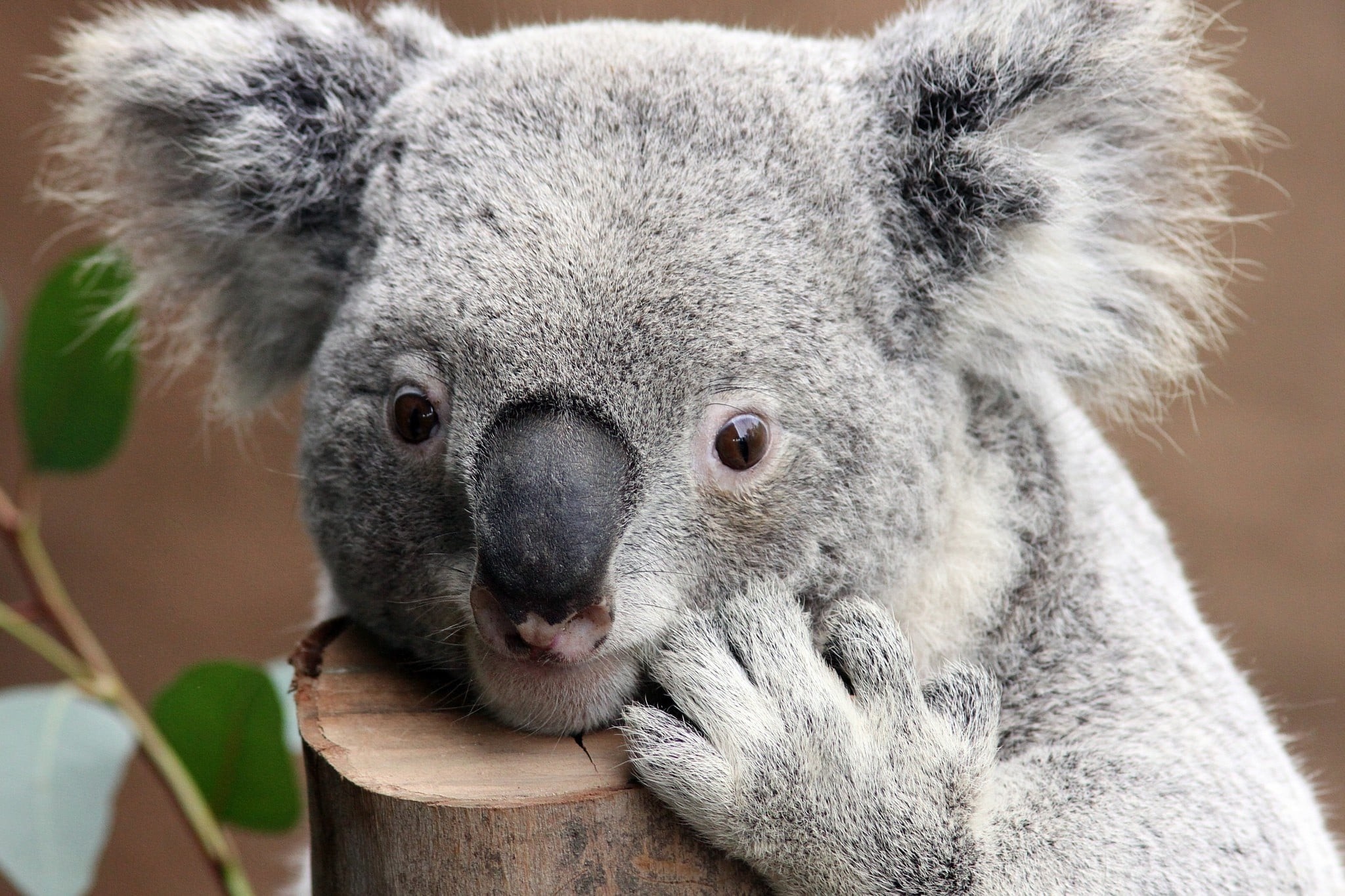 Koala wallpapers, Beautiful backgrounds, Australian wildlife, HD perfection, 2050x1370 HD Desktop