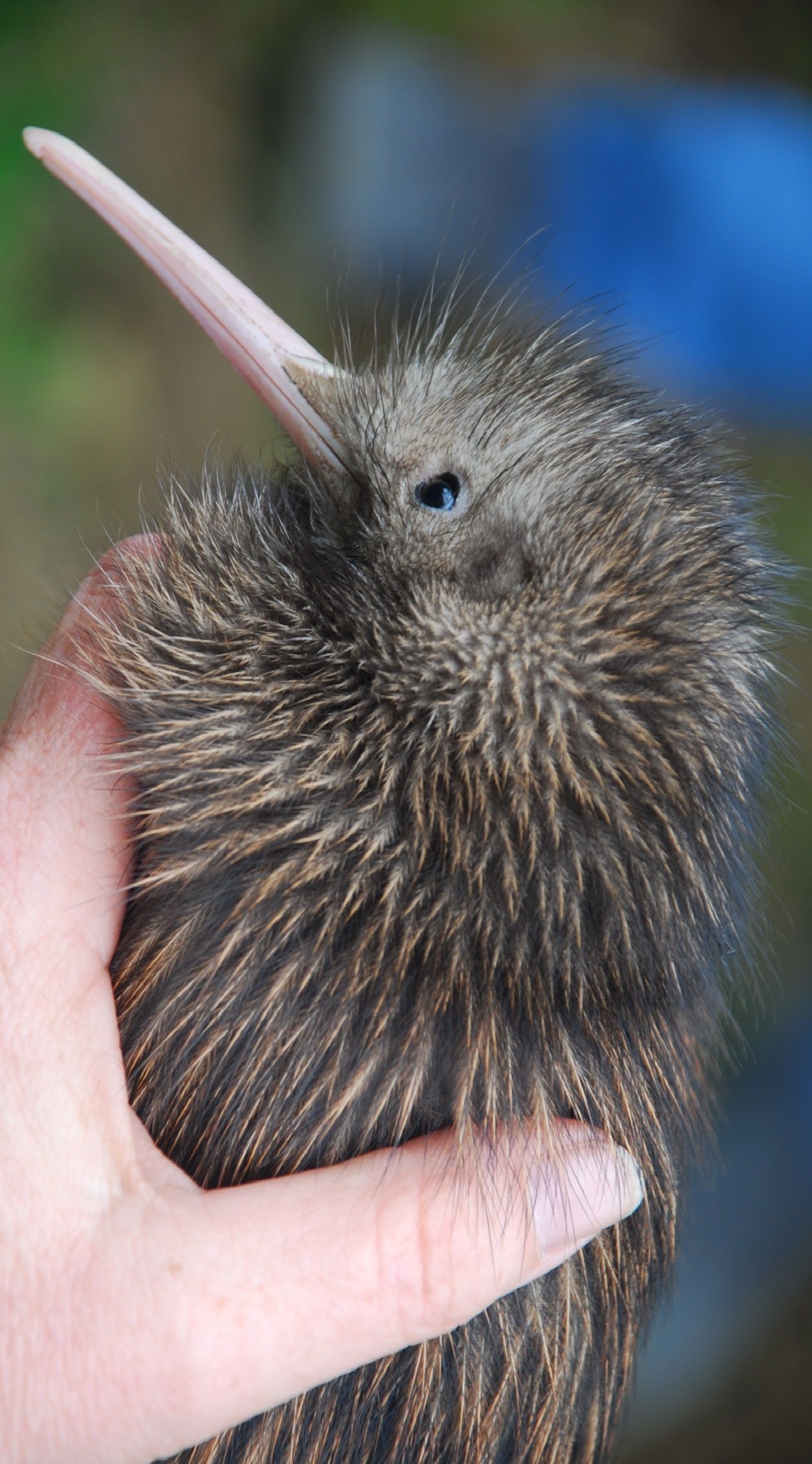 Kakapo Kiwi, Tiere Vgel, Neuseeland, Ideen, 1260x2270 HD Phone