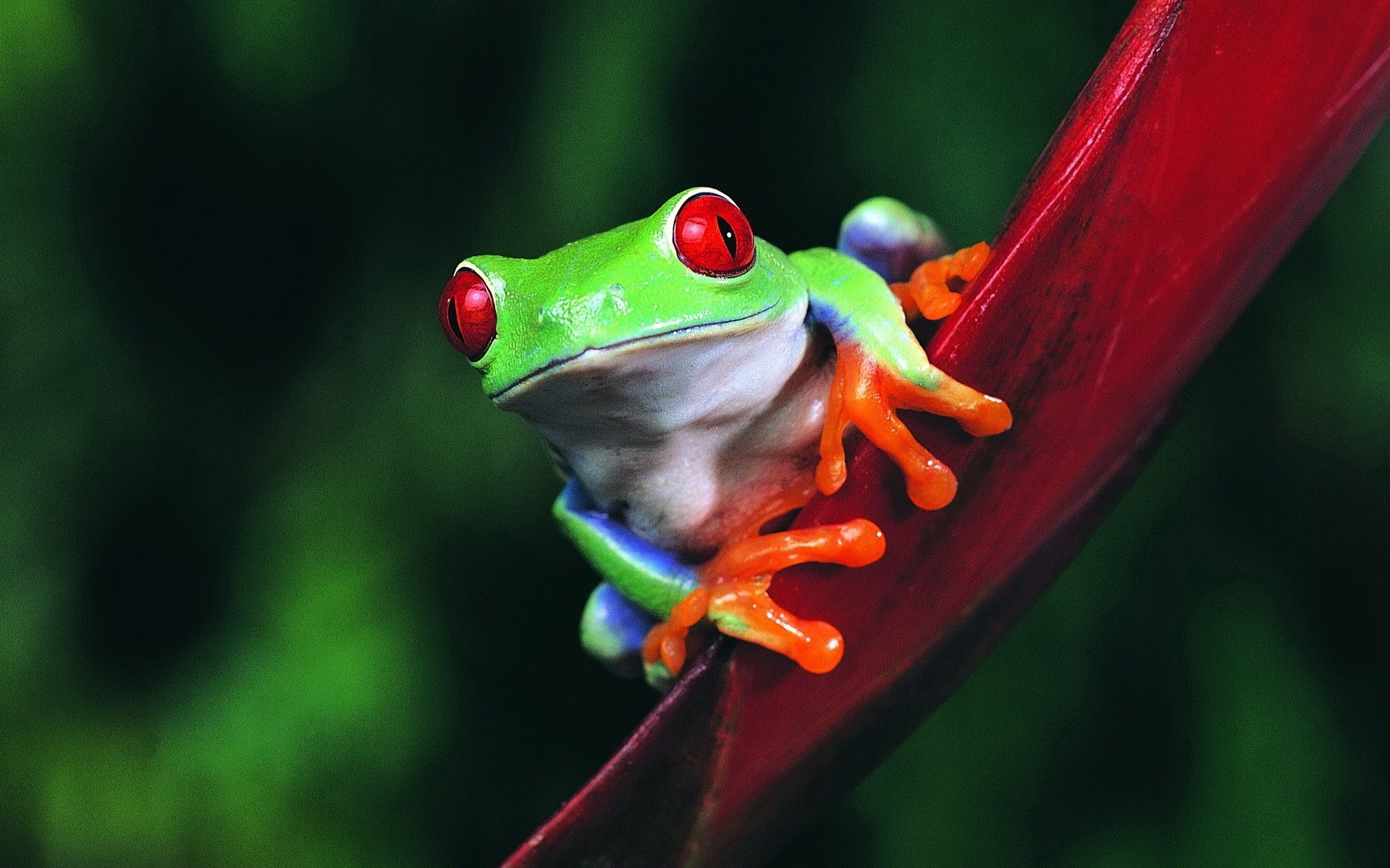 Mesmerizing frog wallpaper, Vibrant red-eyed frog, Decorative background, Frog lover, 1920x1200 HD Desktop