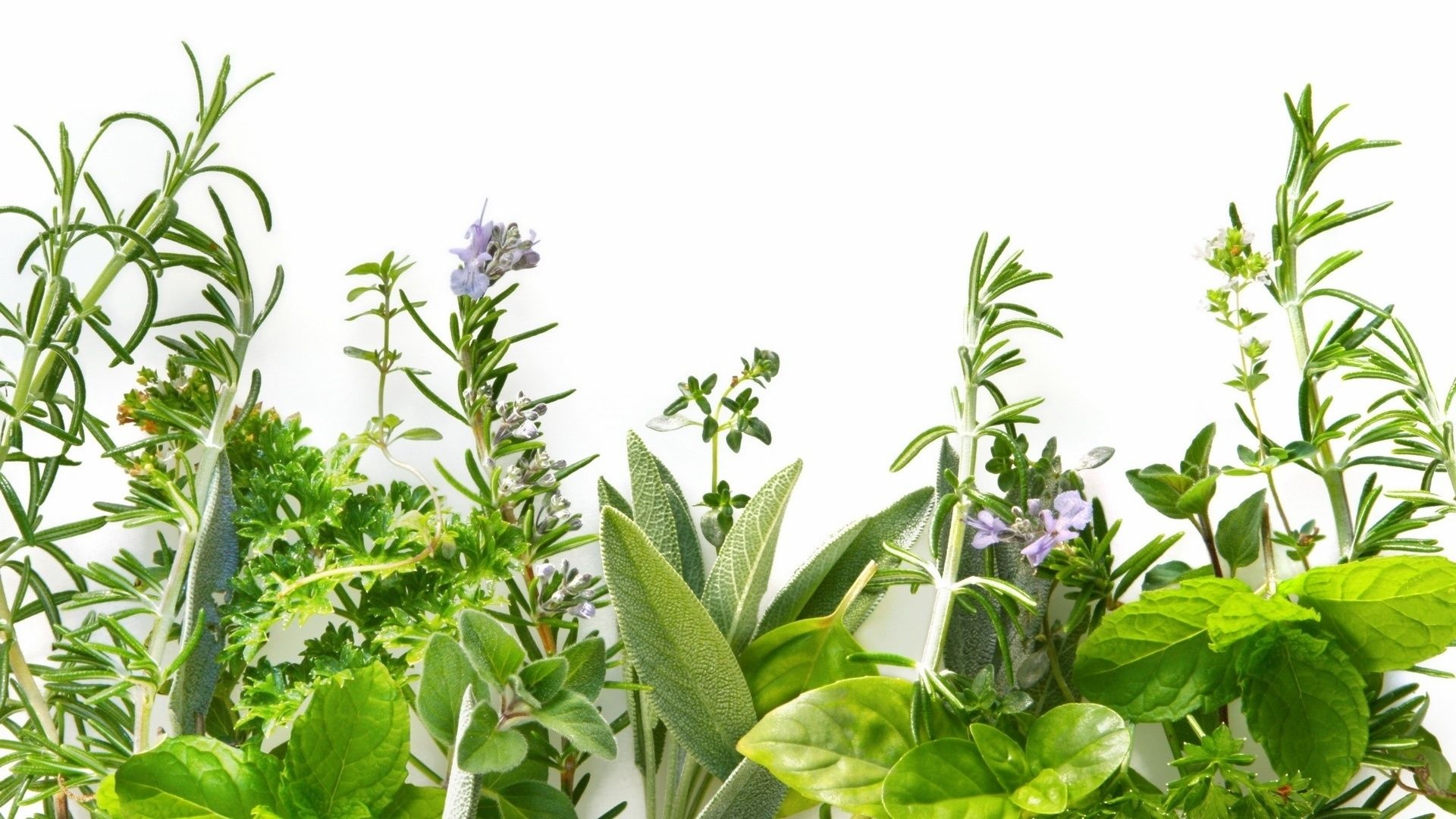 Herbs, Refreshing aromas, Culinary delights, Natural flavors, 1920x1080 Full HD Desktop