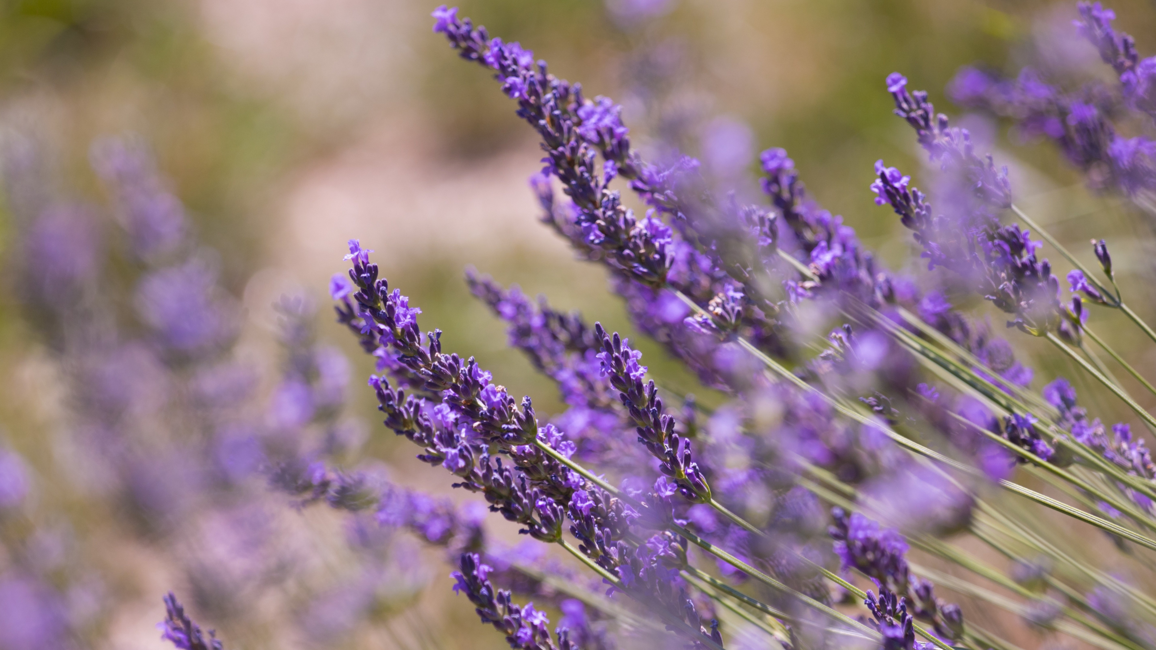 Lavender plants, Meadow, Spring flowers, 4K wallpaper, 3840x2160 4K Desktop
