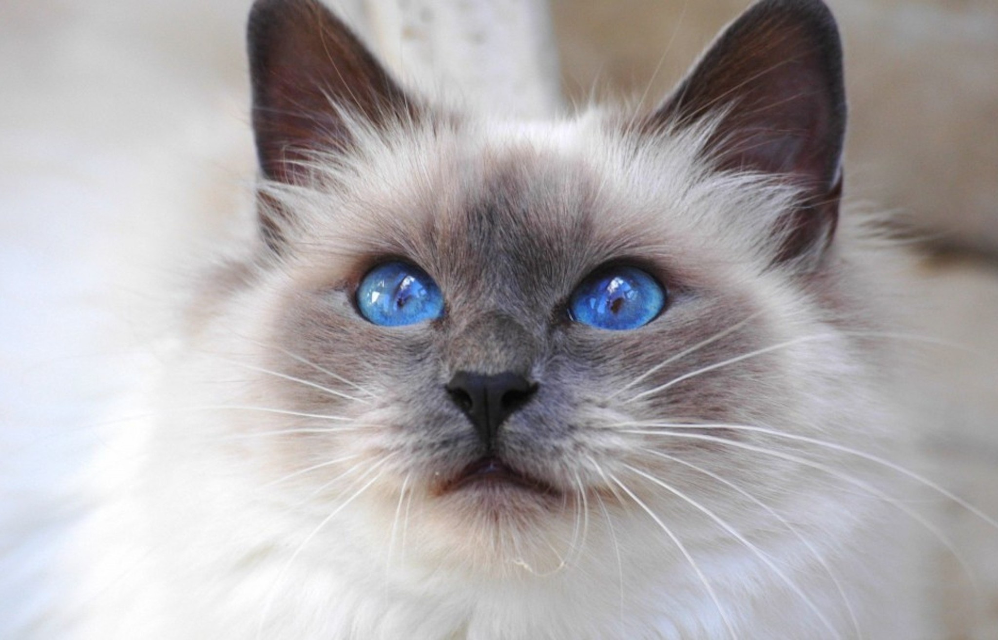 Blue-eyed cat, Birman breed, Cat wallpaper, Cat downloads, 2050x1320 HD Desktop