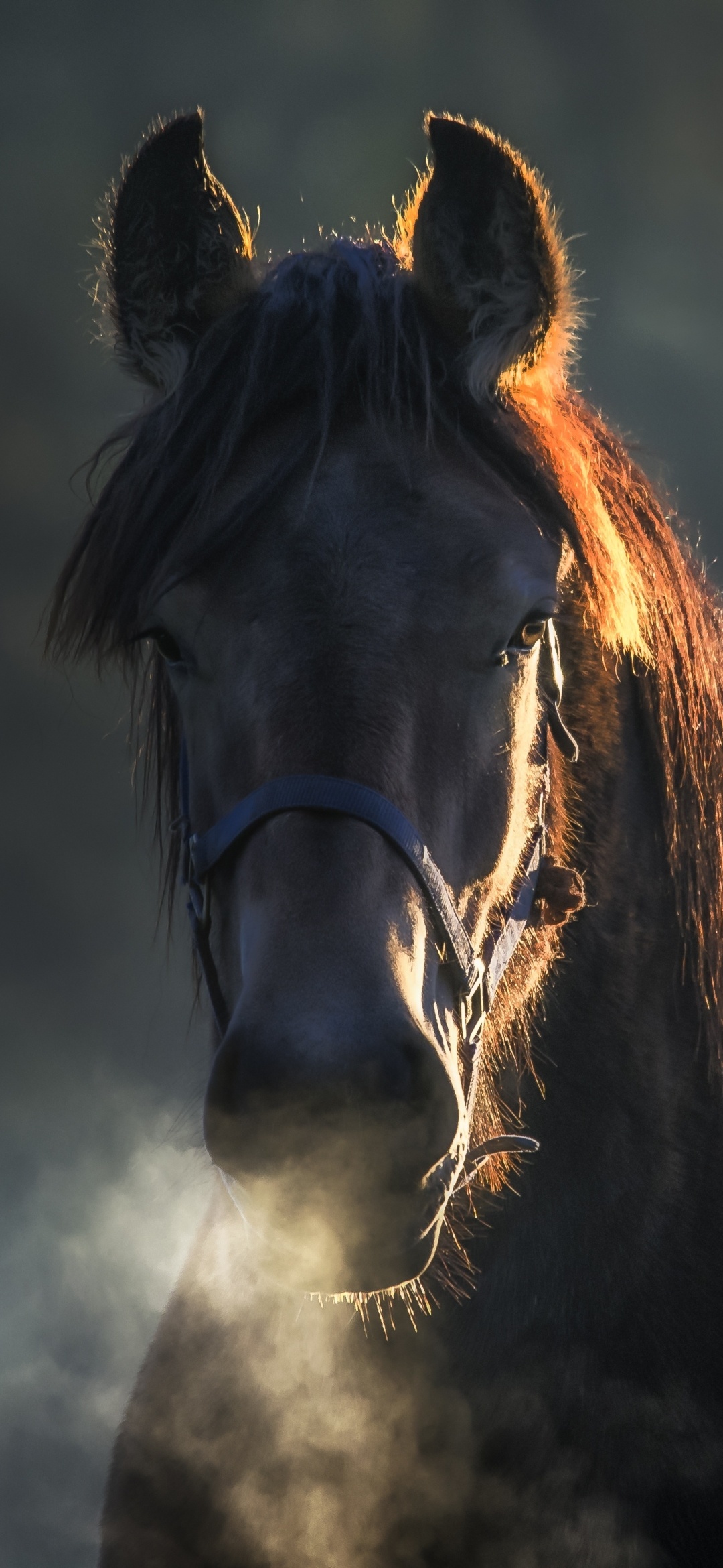 Horse: Animal, used for pulling plows, Mane. 1080x2340 HD Background.