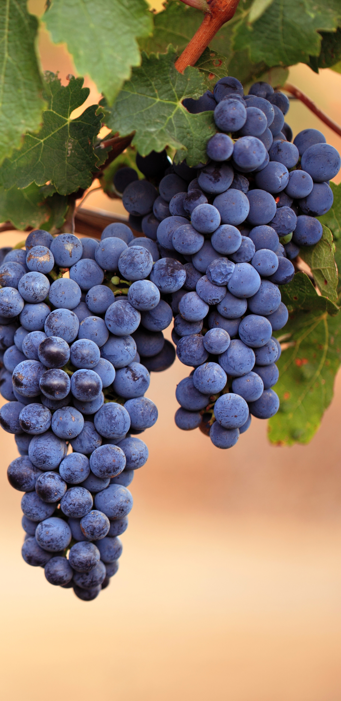 Grapes: Contains antioxidants, vitamin C, potassium, and vitamin K. 1440x2960 HD Background.