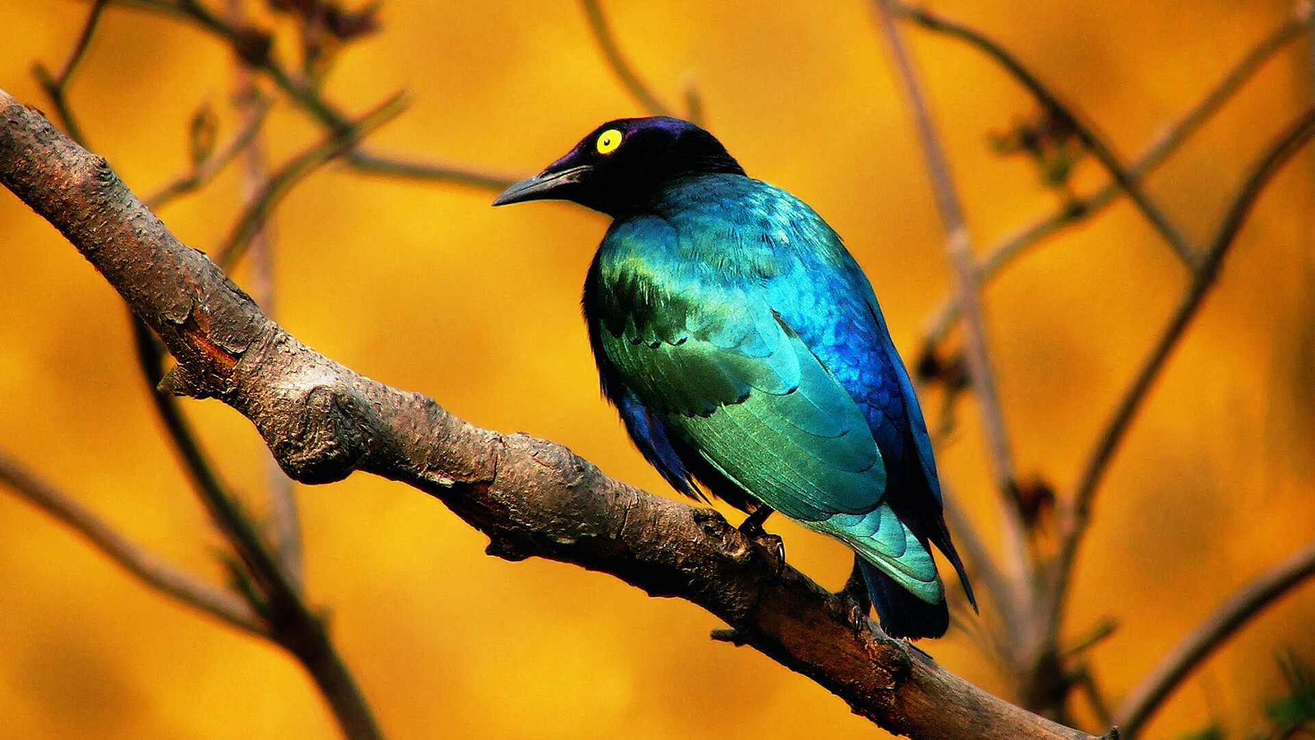 Bird: A vertebrate animal belonging to the class Aves, Splendid starling. 1920x1080 Full HD Background.