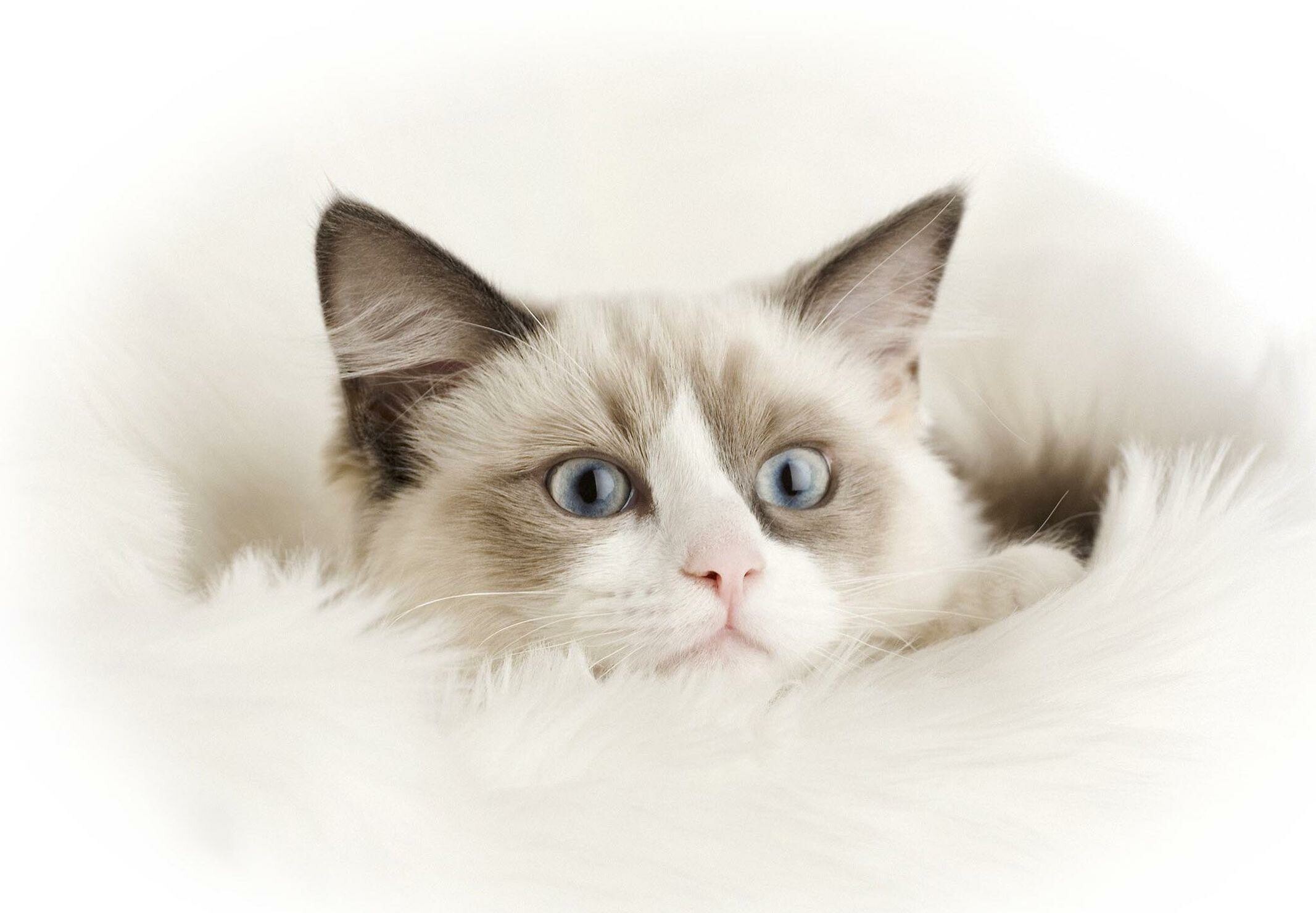 Ragdoll: Underneath an impressive silky, dense, and semi-long to long-haired coat, there is a long, muscular cat with a broad chest, short neck, and sturdy legs. 2140x1480 HD Wallpaper.